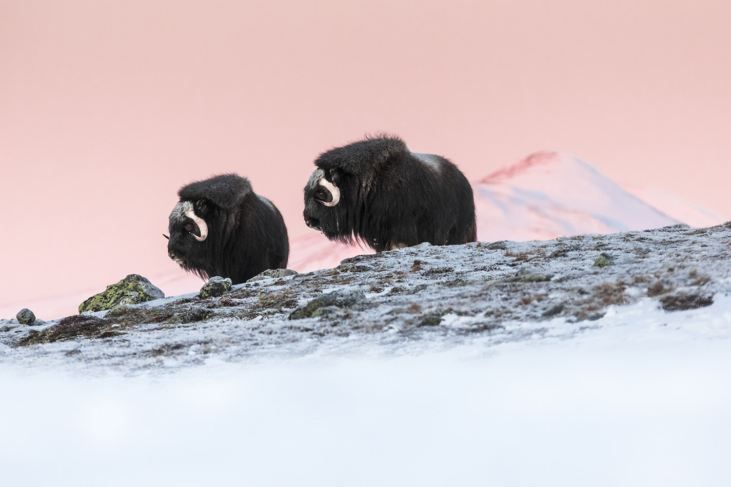 Canon EOS 5D Mark IV + Canon EF 70-200mm F2.8L IS II USM sample photo. Musk oxen photography