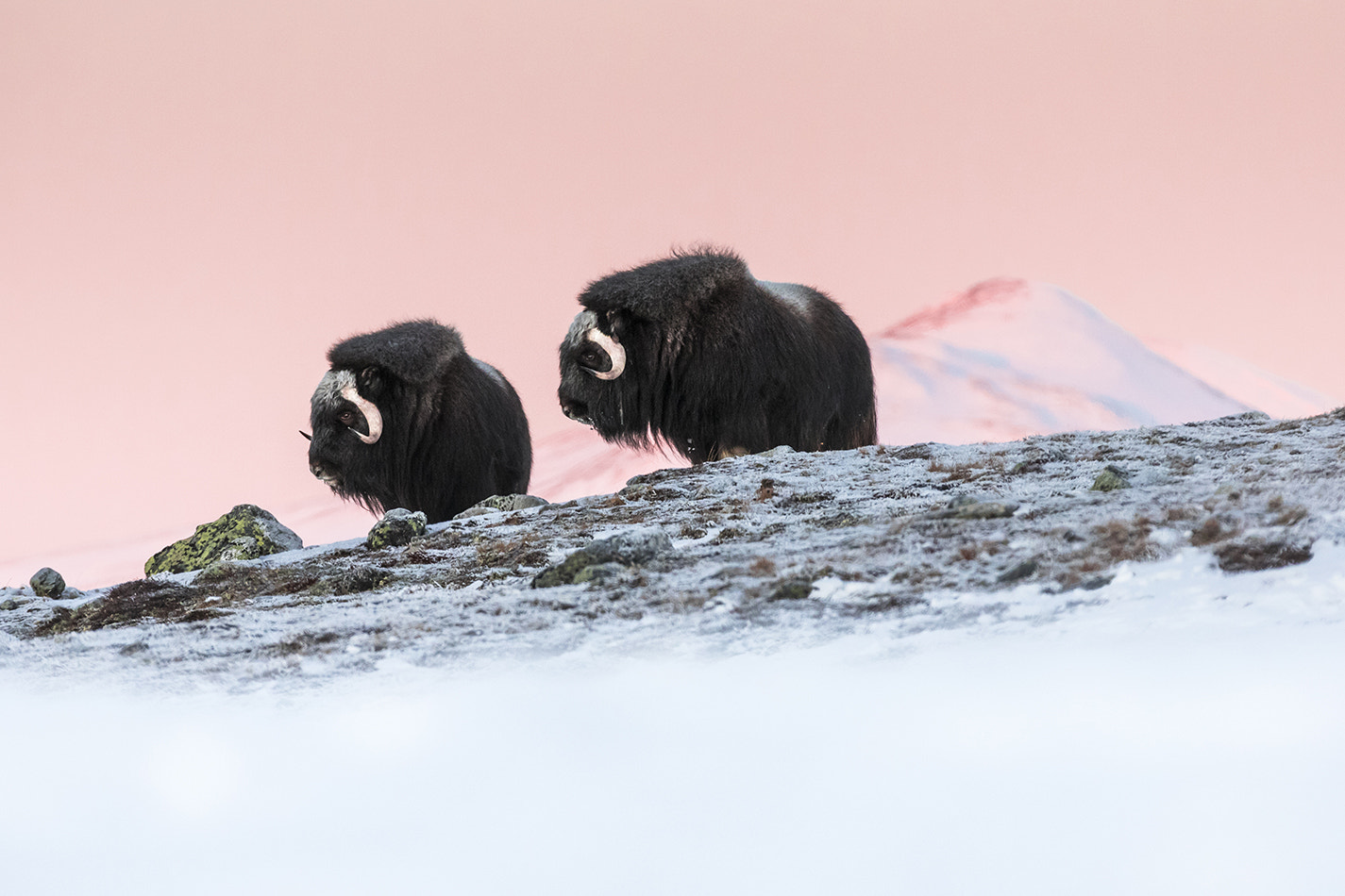 Canon EF 70-200mm F2.8L IS II USM sample photo. Musk oxen photography