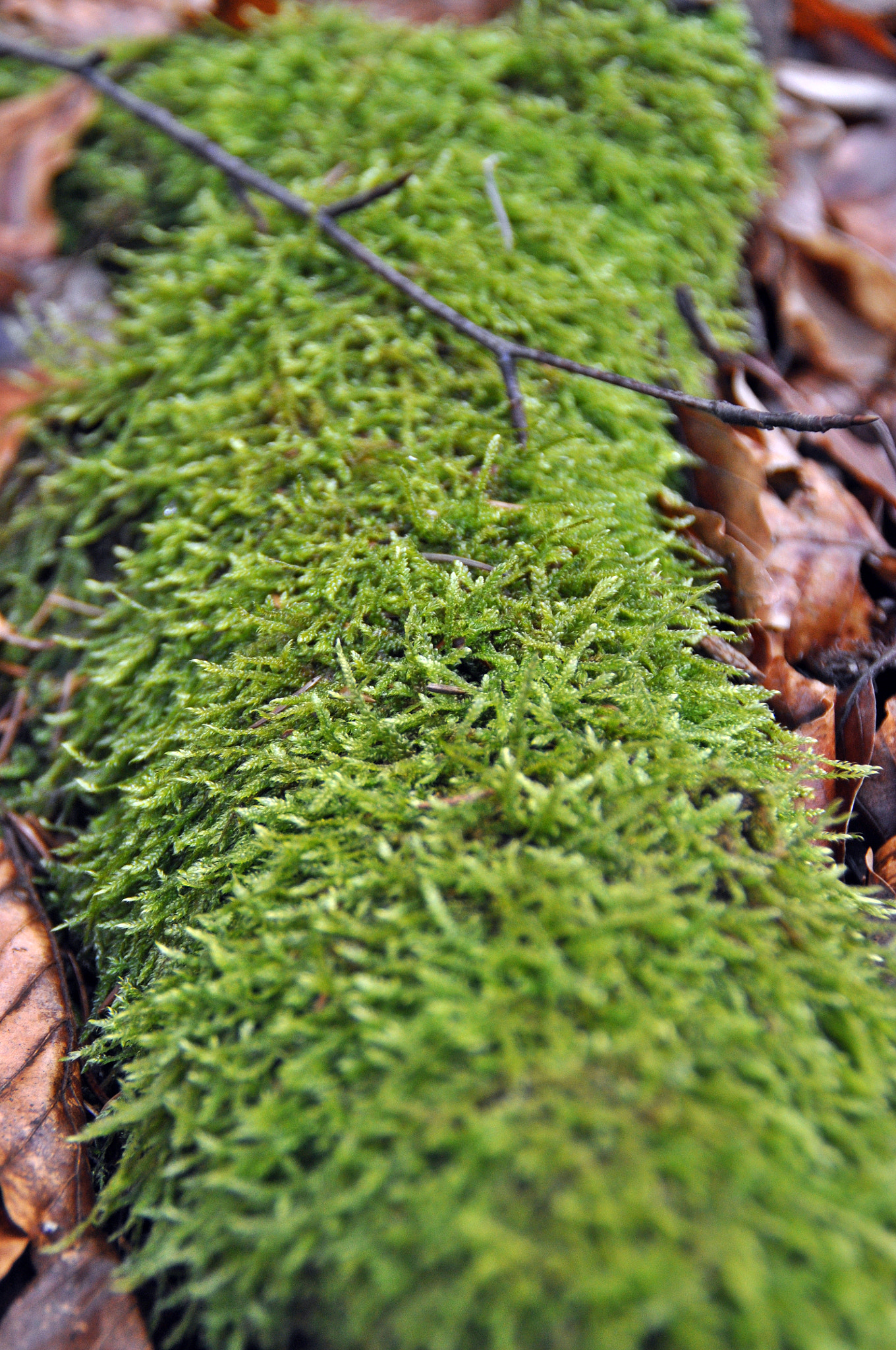 Nikon D5000 sample photo. Spring time & bye bye winter  photography