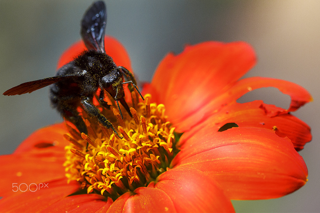 Canon EF 100mm F2.8 Macro USM sample photo. Abelha mamangaba -bee bumblebee photography