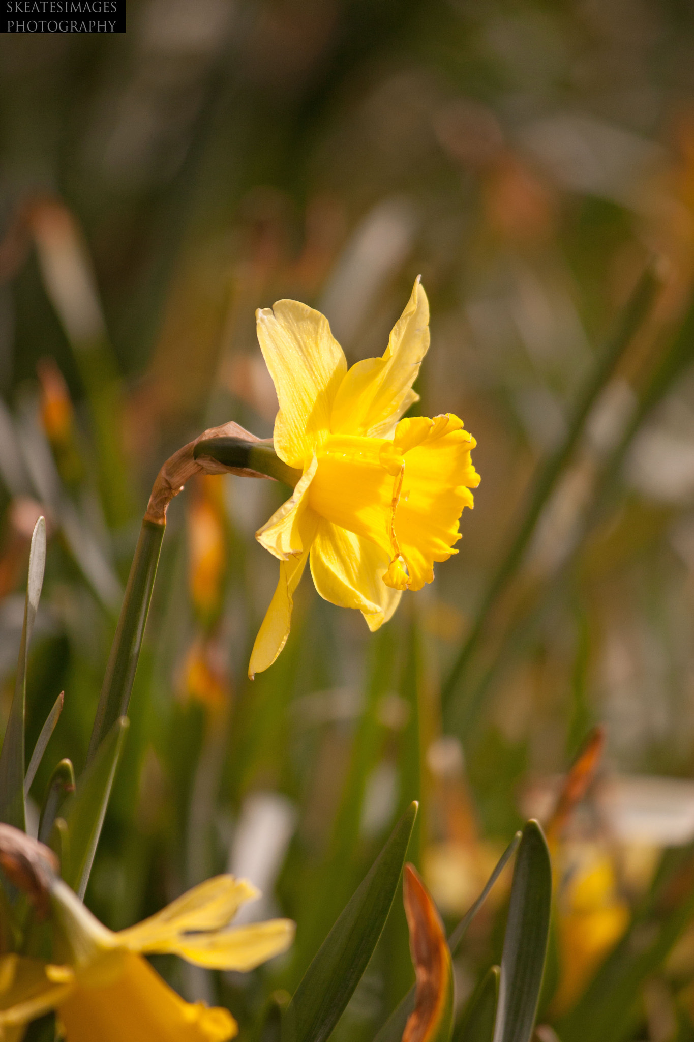 Canon EOS 40D + Canon EF-S 55-250mm F4-5.6 IS II sample photo. Happy saint davids day photography
