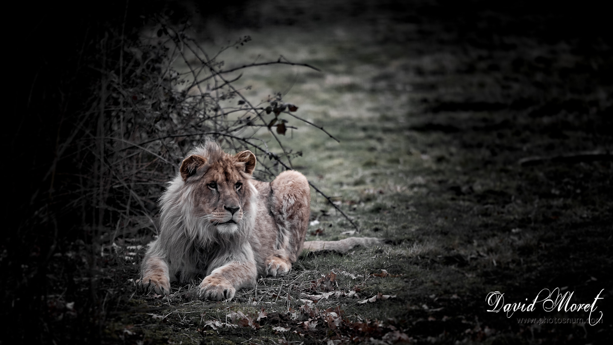 Nikon Nikkor AF-S 300mm F4E PF ED VR sample photo. Lionceau photography