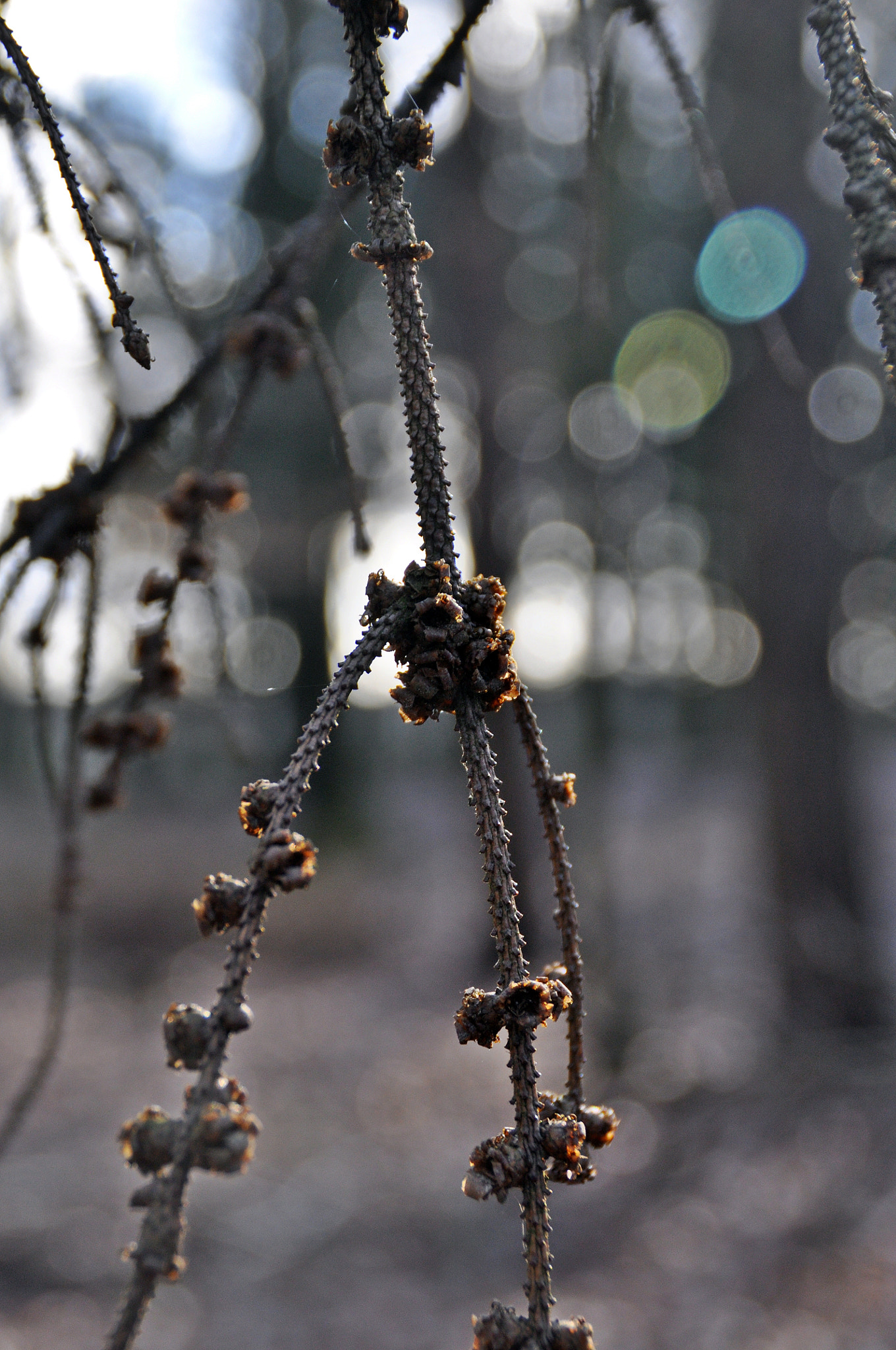 Nikon D5000 sample photo. Spring start photography