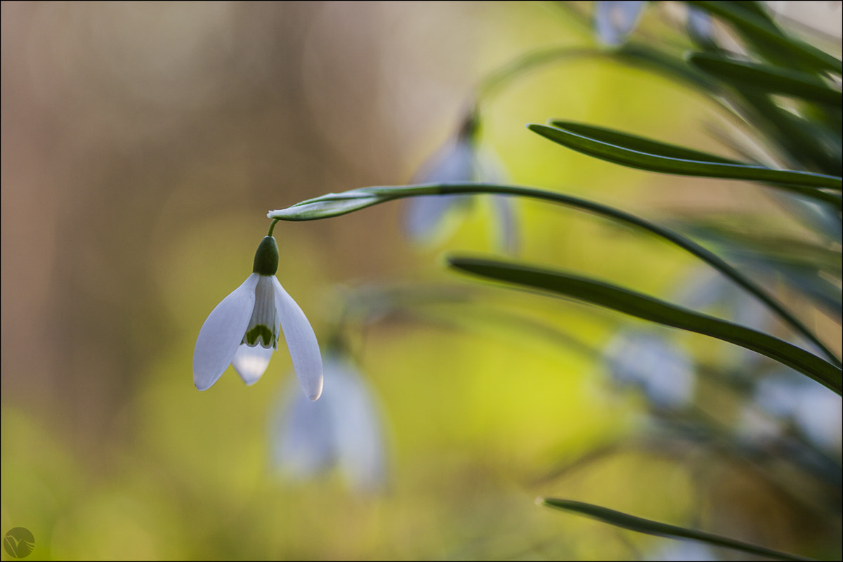 Sigma 105mm F2.8 EX DG OS HSM sample photo