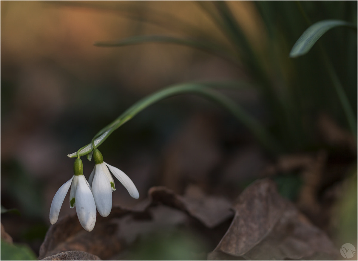 Sigma 105mm F2.8 EX DG OS HSM sample photo