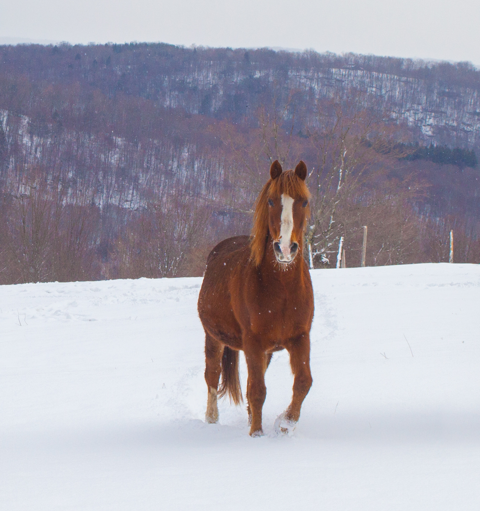 Canon EF 28-80mm f/3.5-5.6 USM sample photo. One brown horse photography