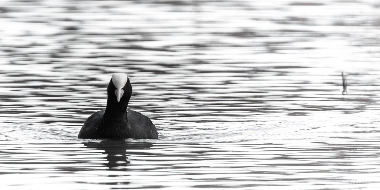 Nikon Nikkor AF-S 300mm F4E PF ED VR sample photo. Coot - white edition photography