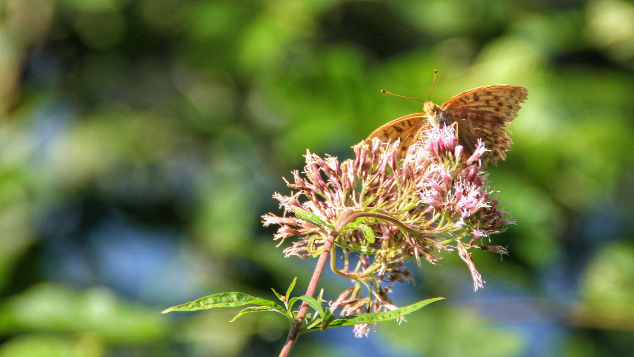 Canon EOS 650D (EOS Rebel T4i / EOS Kiss X6i) sample photo. Cousas sinxelas. photography