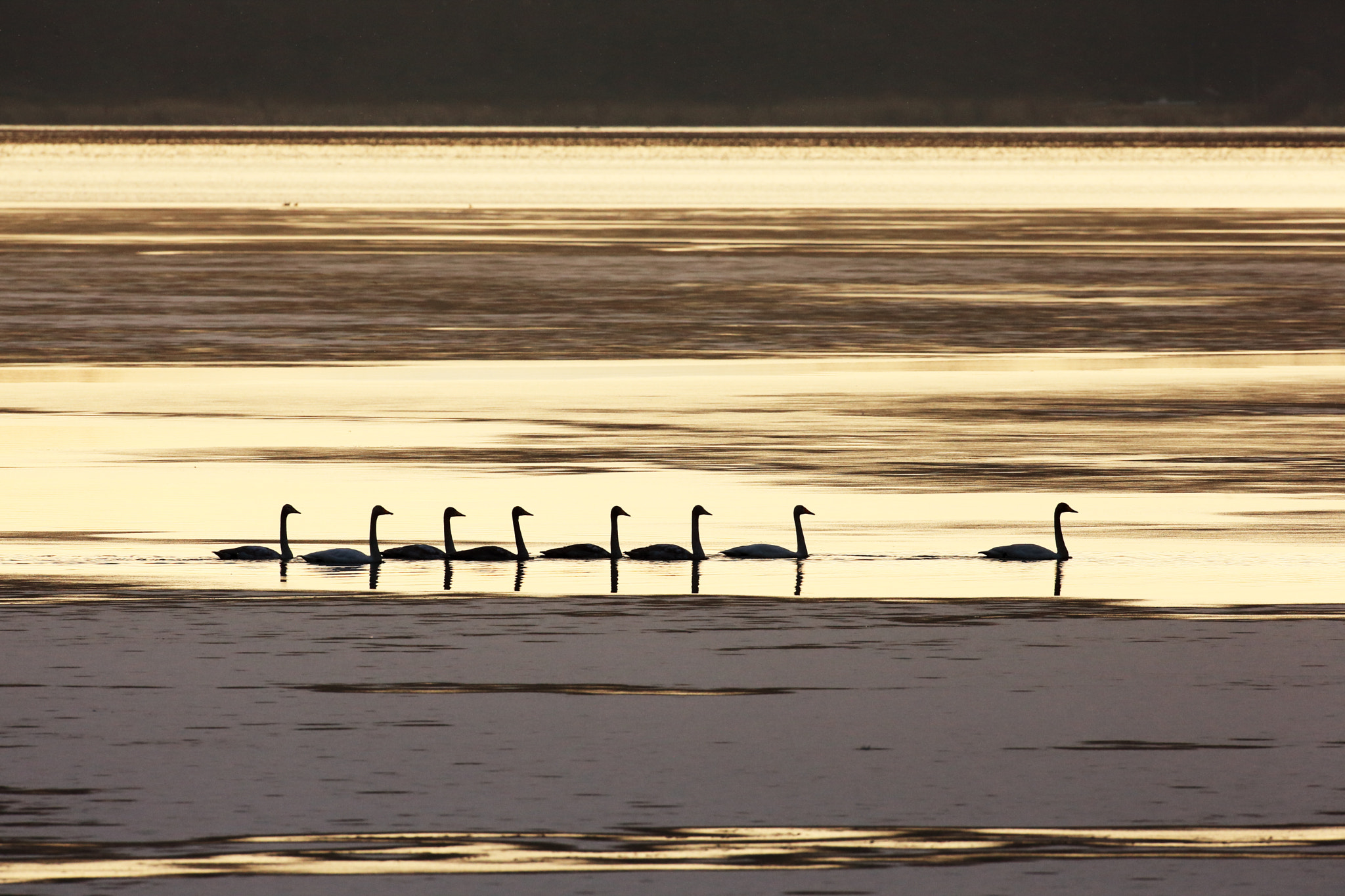 Canon EF 600mm f/4L IS sample photo. Family in the morning sun photography