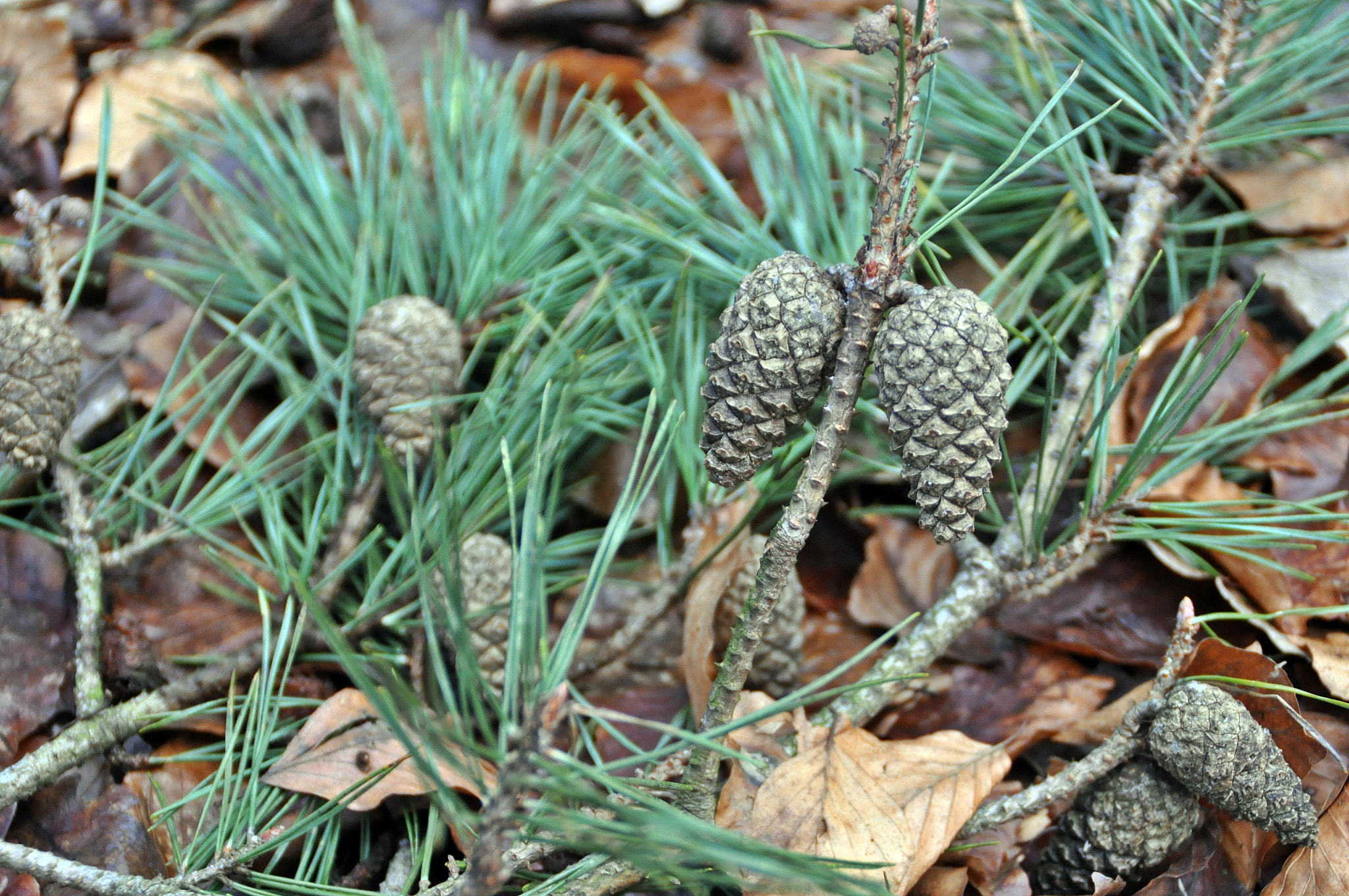 Nikon D5000 sample photo. Spring start photography