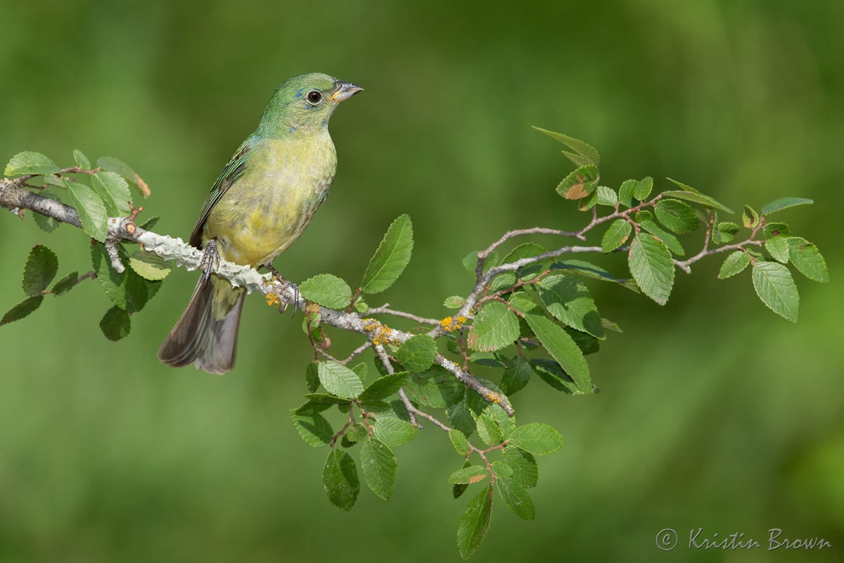 Canon EOS-1D X + Canon EF 500mm F4L IS II USM sample photo. Painted bunting photography