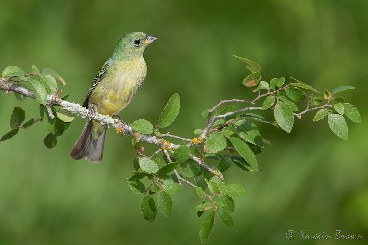 Canon EF 500mm F4L IS II USM sample photo. Painted bunting photography