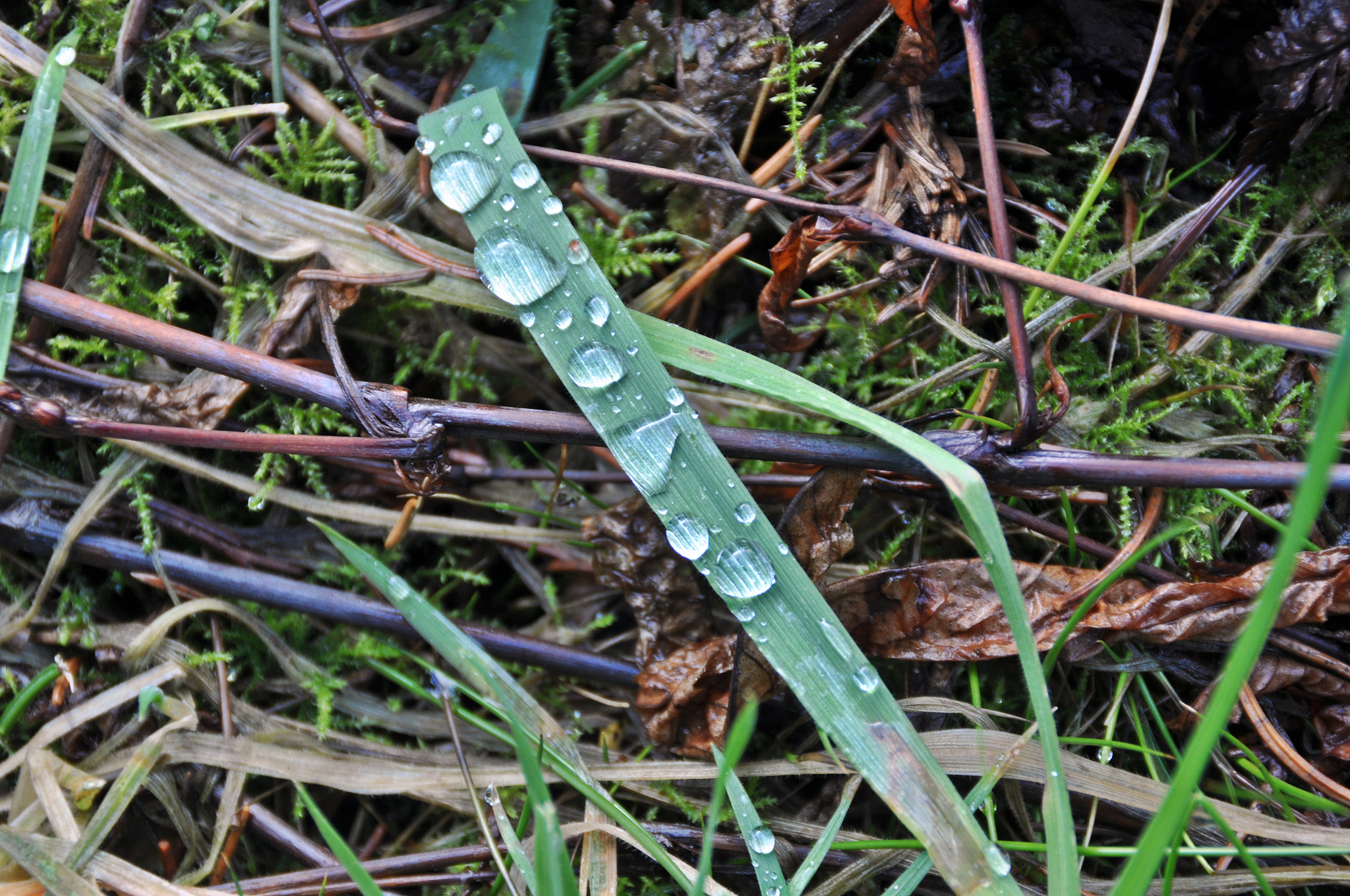 Nikon D5000 sample photo. Spring start photography