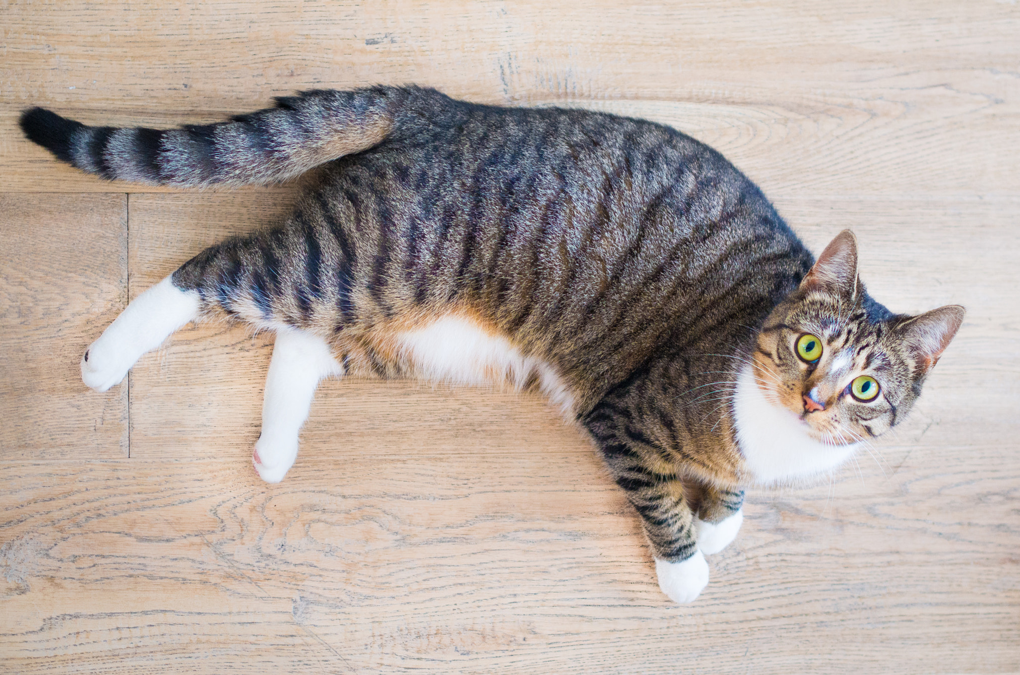 Pentax K-30 + Pentax smc DA 35mm F2.4 AL sample photo. Lucy the cat photography