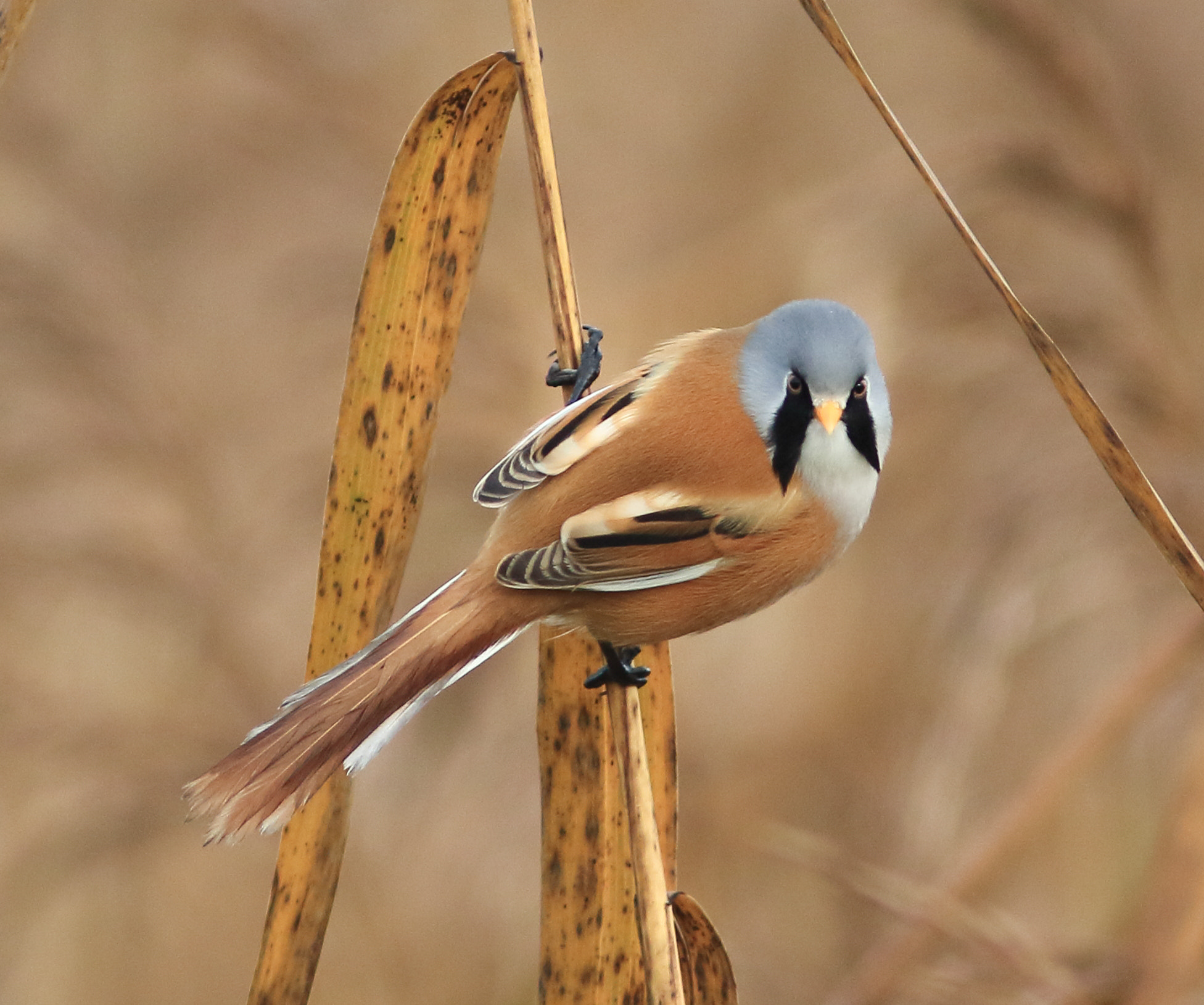 Canon EF 300mm F4L IS USM sample photo. Bearded tit photography