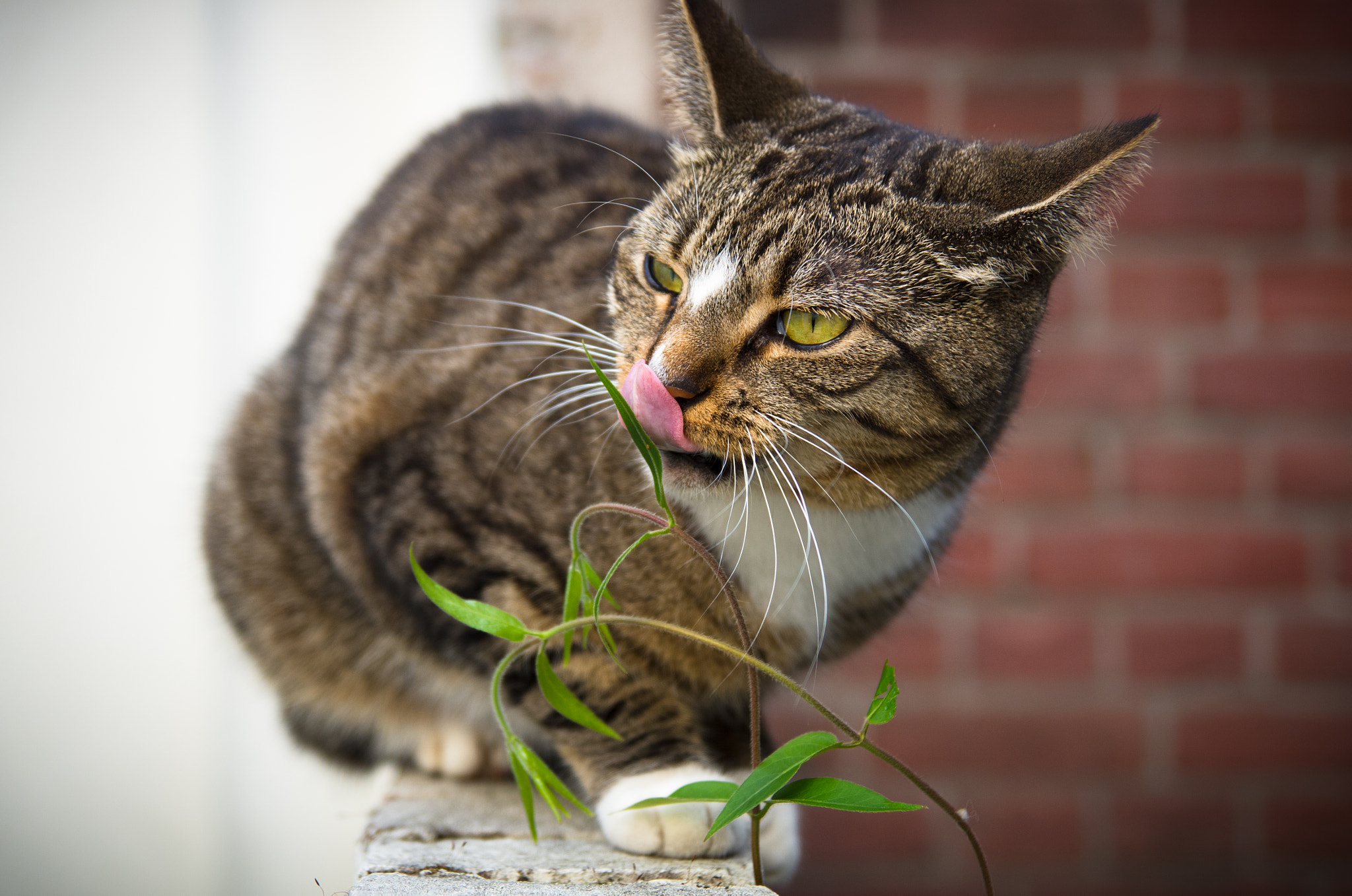 Pentax K-30 sample photo. Lucy the cat photography