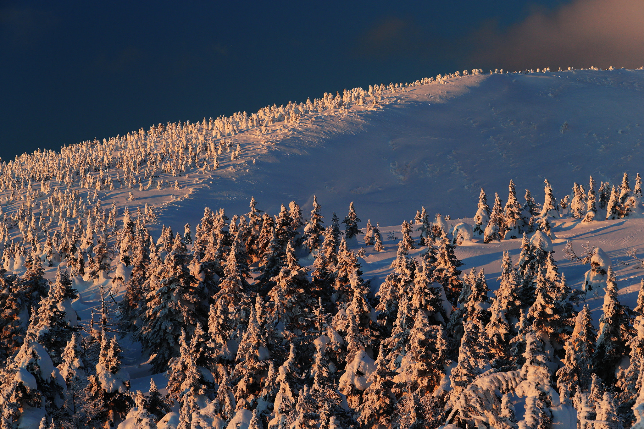 Canon EF 70-200mm F2.8L USM sample photo. Tree ice shines in the evening photography