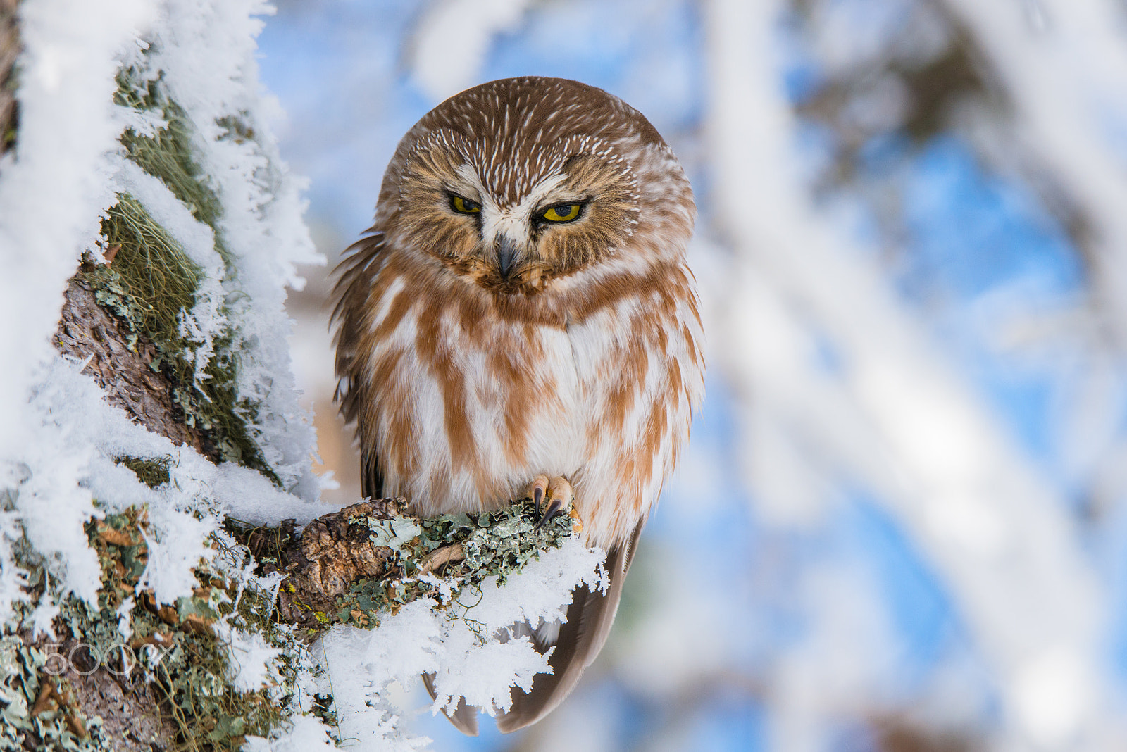 Nikon D800 sample photo. Northern saw-whet owl photography