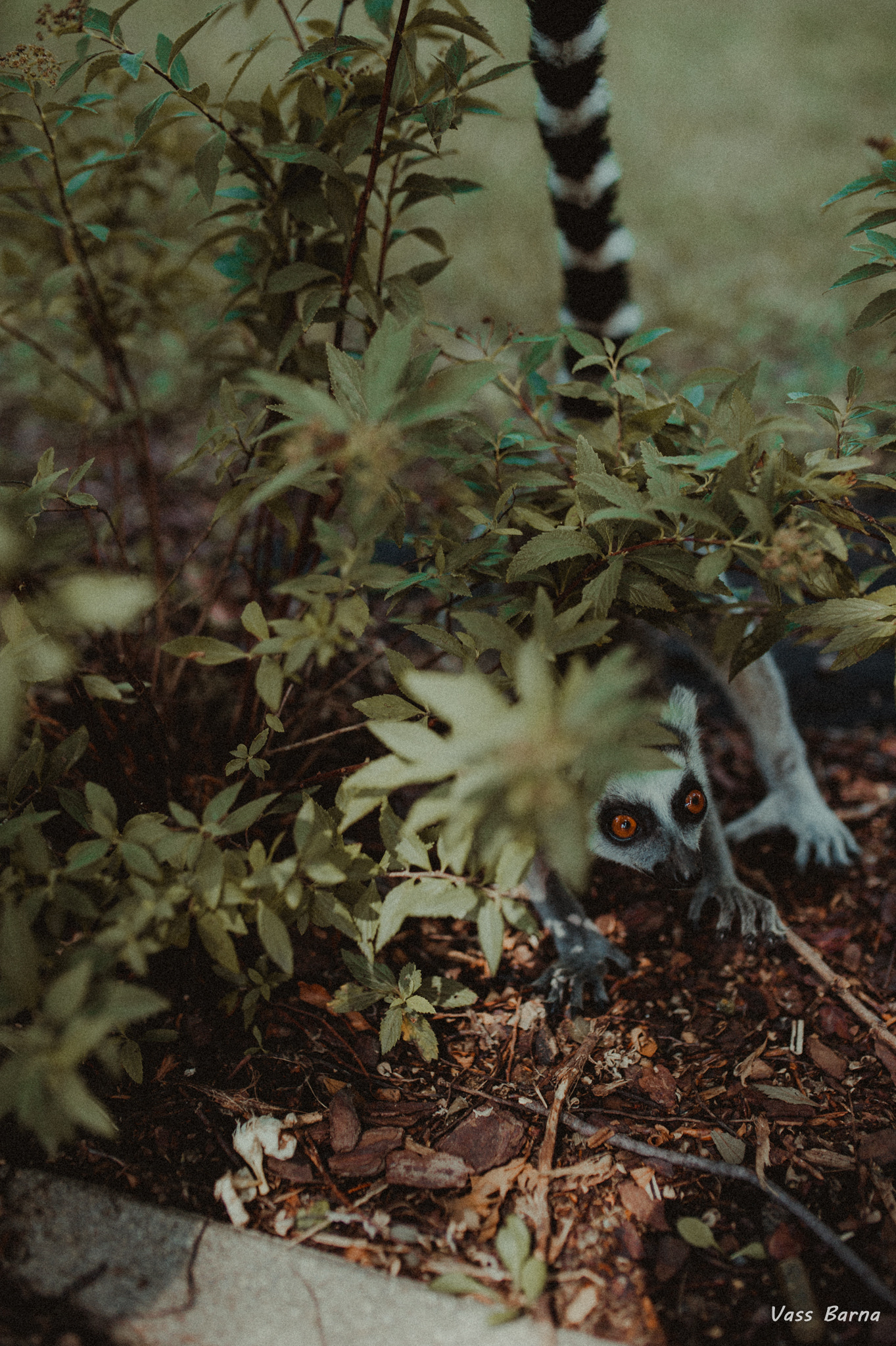 Nikon D700 + Sigma 35mm F1.4 DG HSM Art sample photo. Little. photography