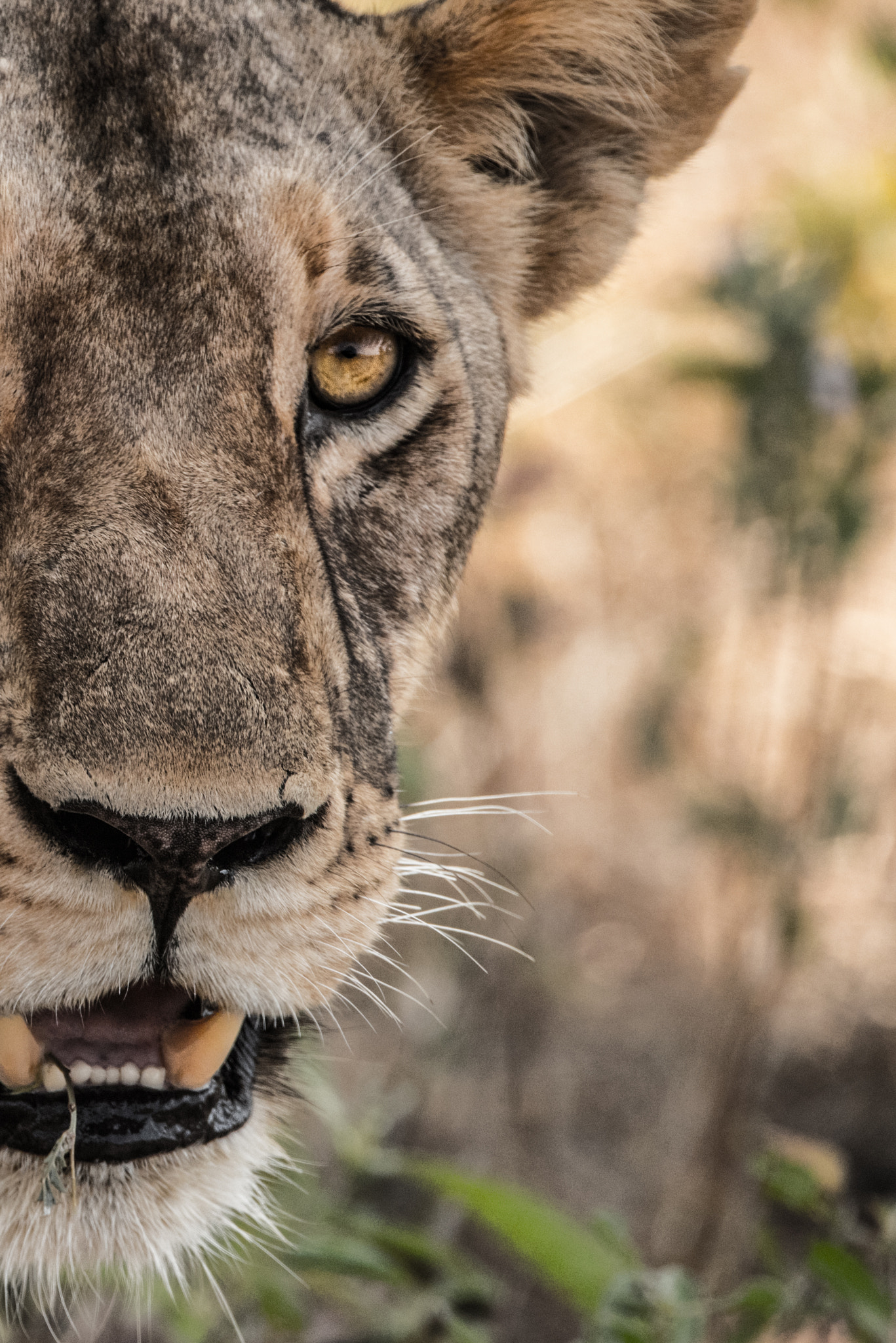 Sigma 150-600mm F5-6.3 DG OS HSM | S sample photo. Lioness gazes hungrily at the nearby zebra. photography