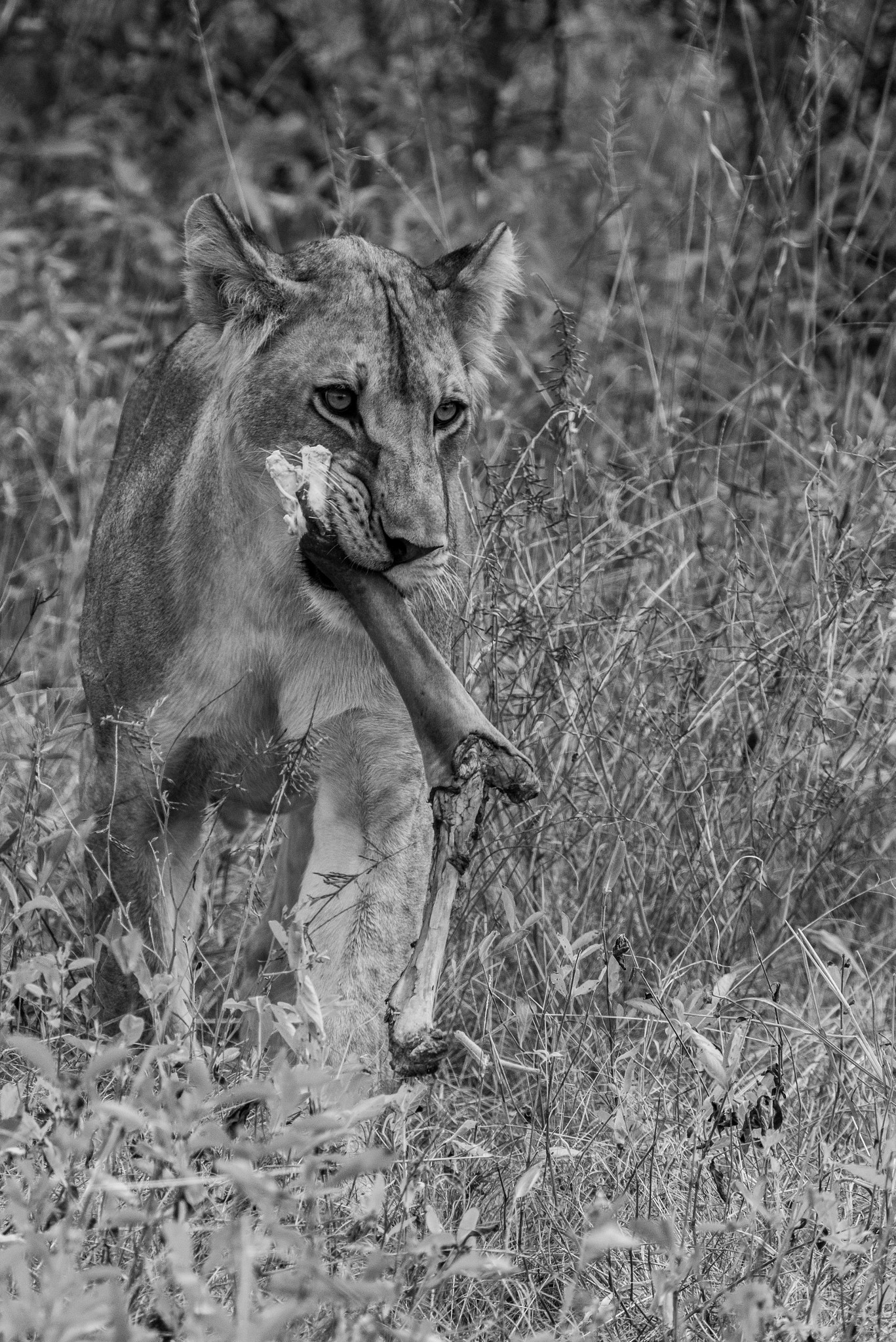 Sigma 150-600mm F5-6.3 DG OS HSM | S sample photo. Lioness eating part of her kill photography