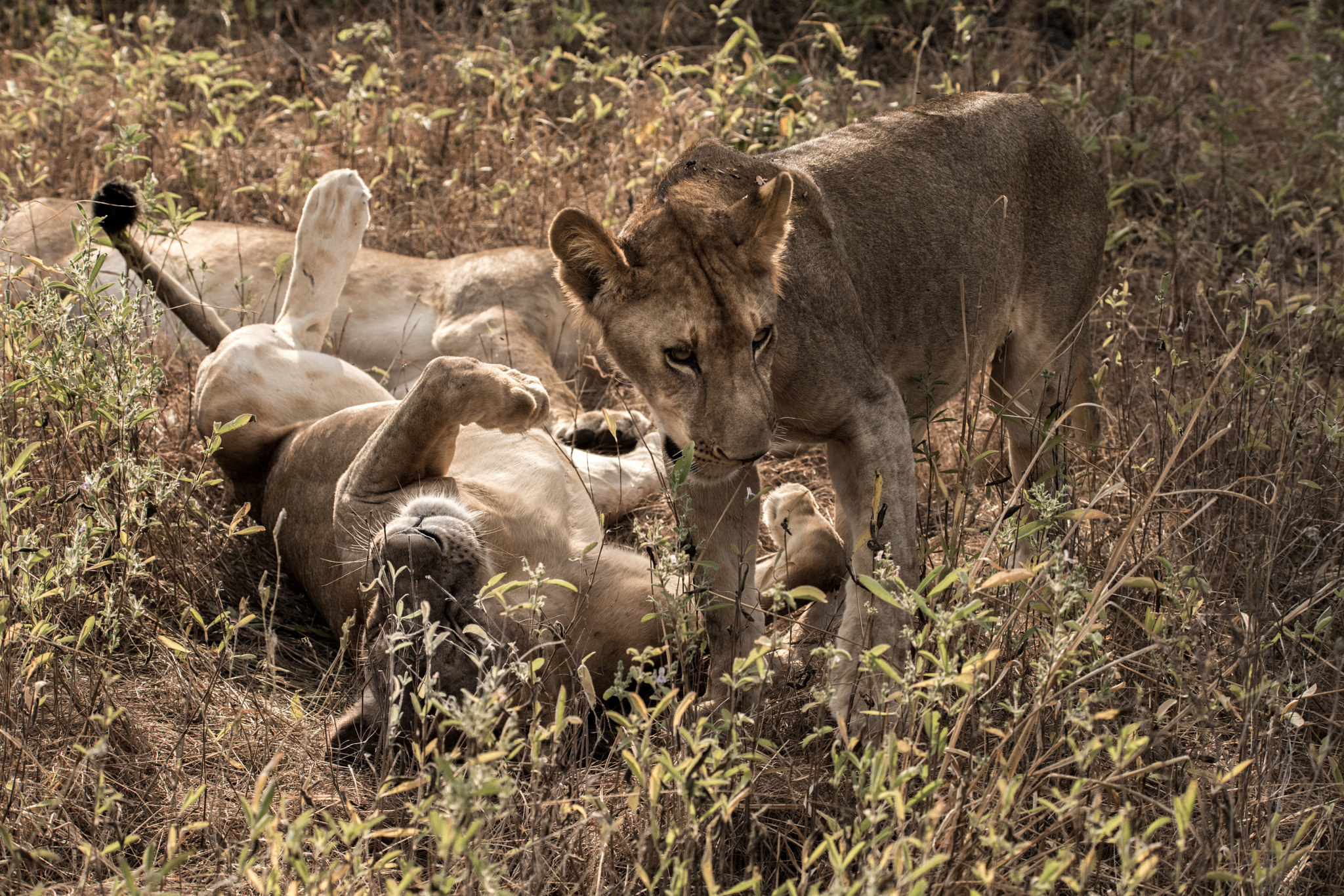 Sigma 150-600mm F5-6.3 DG OS HSM | S sample photo. Lions relaxing in the sun photography