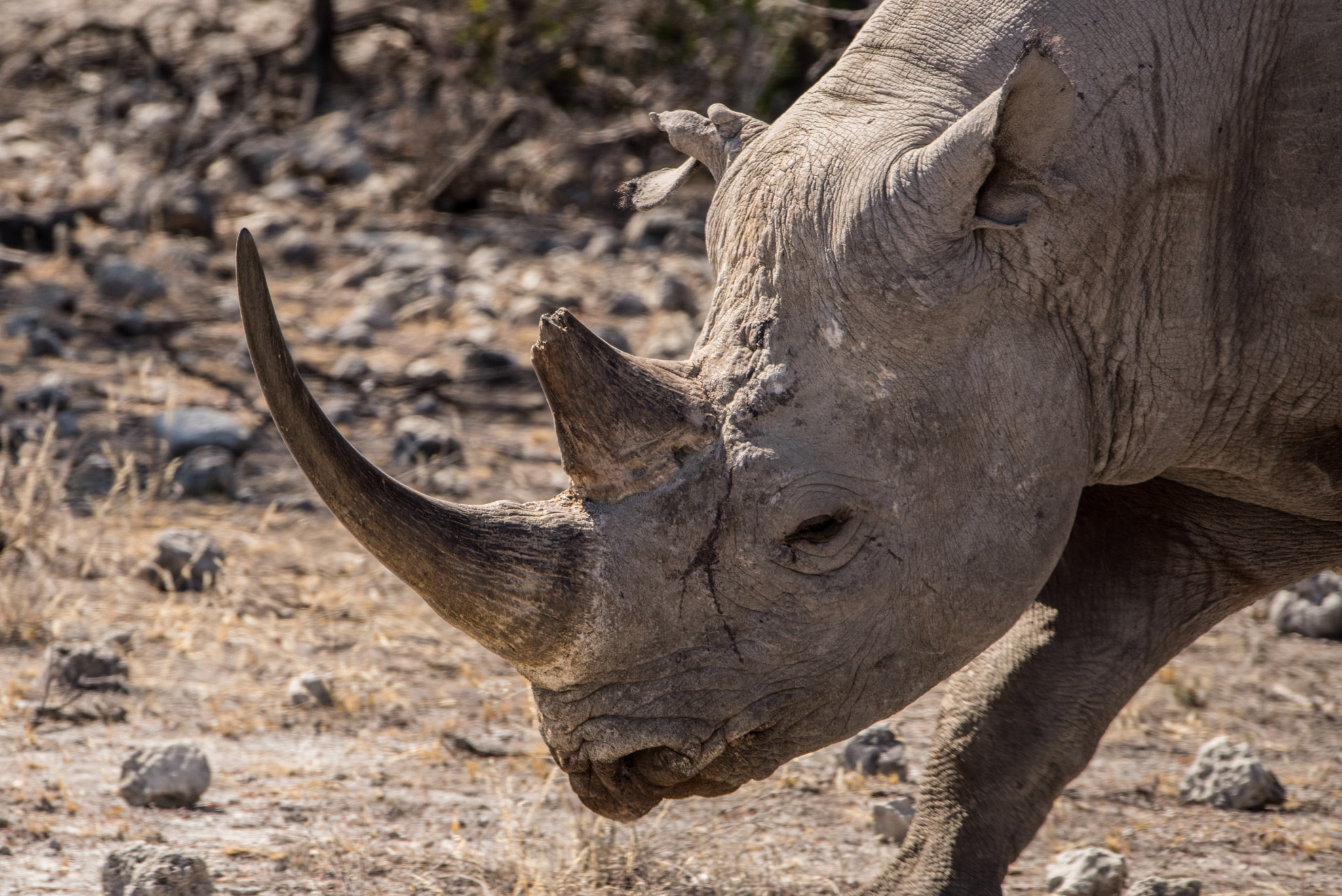 Sigma 150-600mm F5-6.3 DG OS HSM | S sample photo. Black rhino heading for shadier spots photography