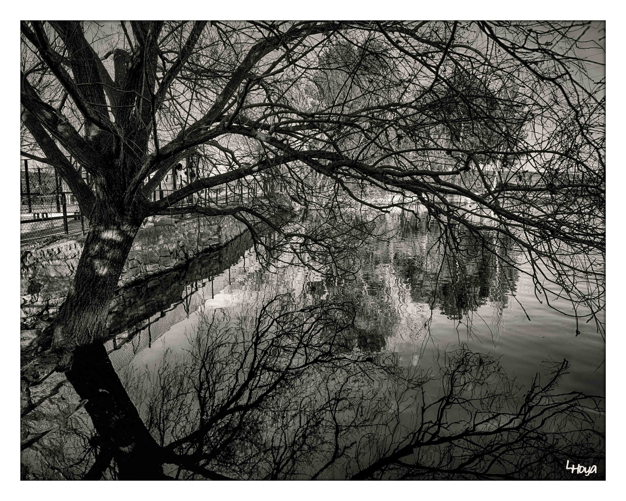 Nikon D610 + AF Nikkor 24mm f/2.8 sample photo. Arbol con agua p photography