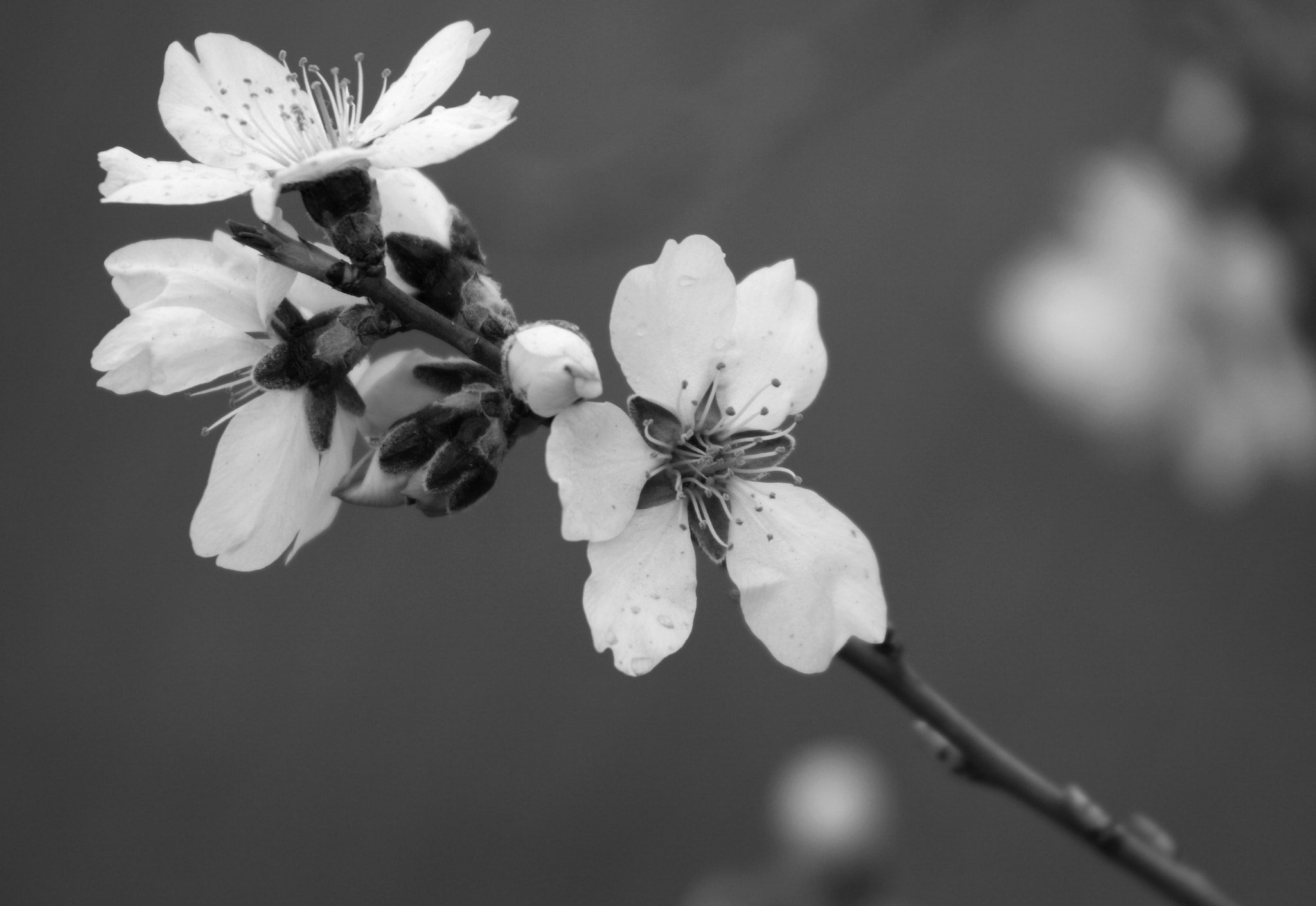 Canon EF 55-200mm F4.5-5.6 II USM sample photo. Flor photography
