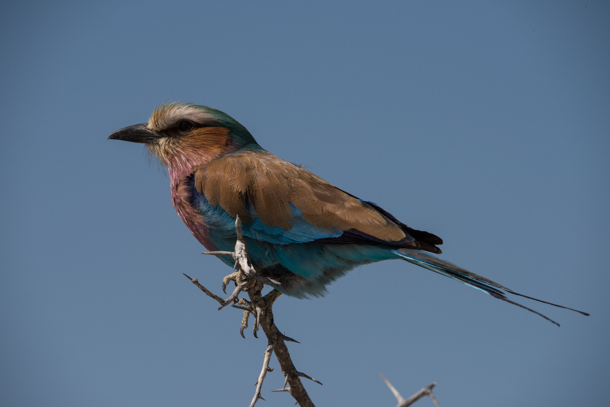 Sigma 150-600mm F5-6.3 DG OS HSM | S sample photo. Lilac breasted roller full frame photography