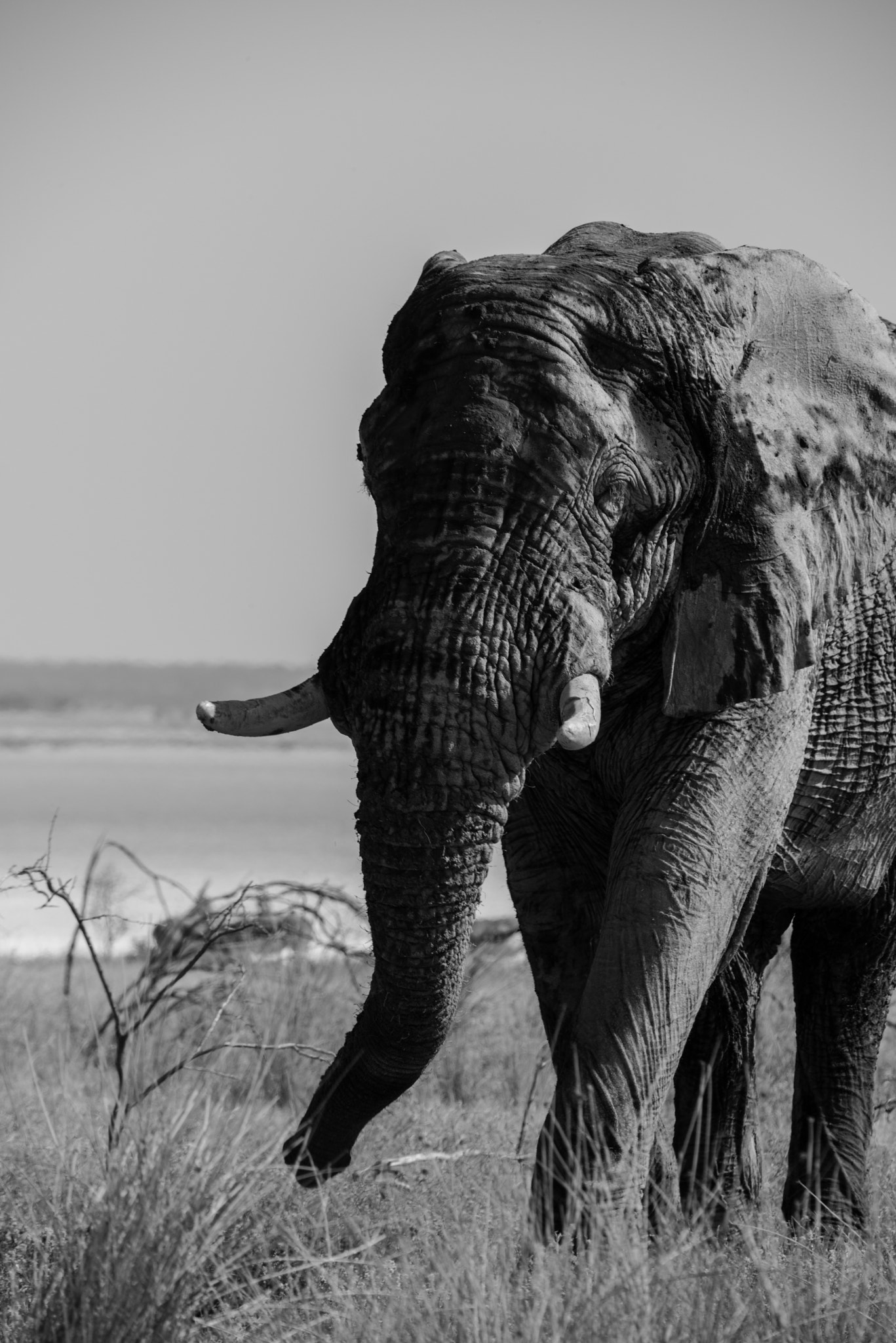 Sigma 150-600mm F5-6.3 DG OS HSM | S sample photo. Elephant on the etosha salt flats photography