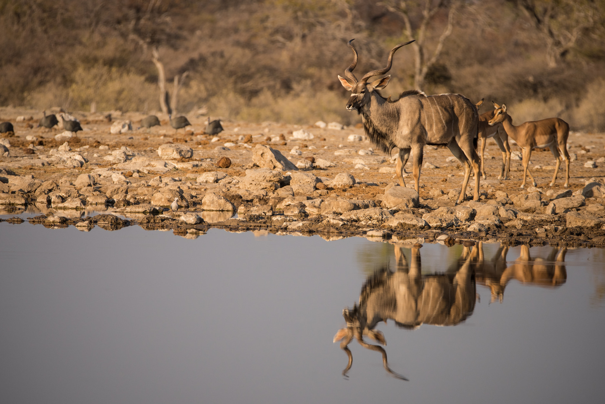 Sigma 150-600mm F5-6.3 DG OS HSM | S sample photo. Greater kudu on the water photography