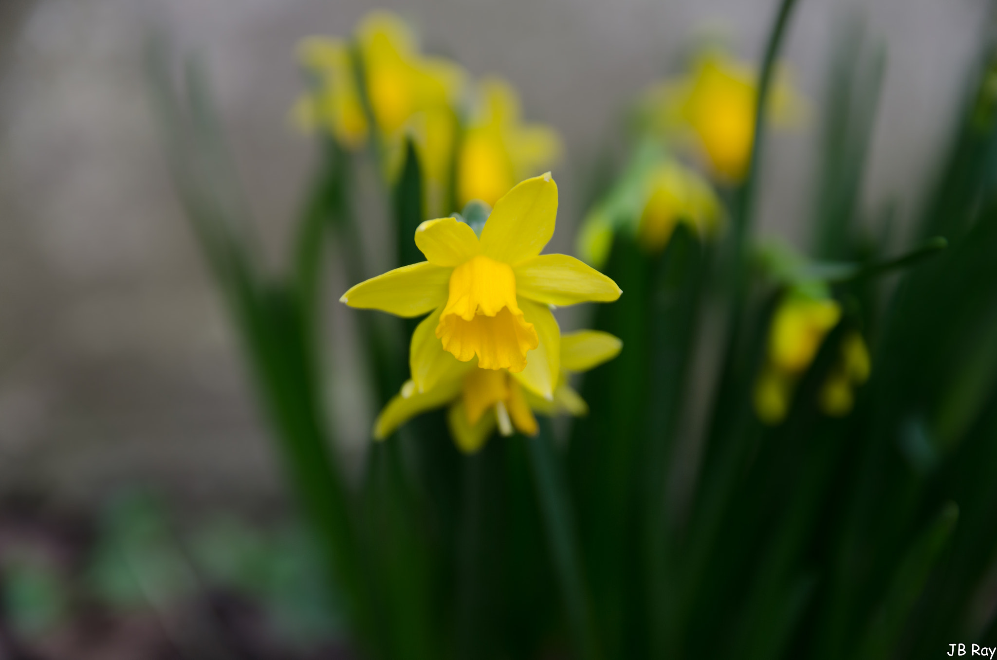 Nikon D7000 + Tamron SP AF 17-50mm F2.8 XR Di II VC LD Aspherical (IF) sample photo. Narcissus photography