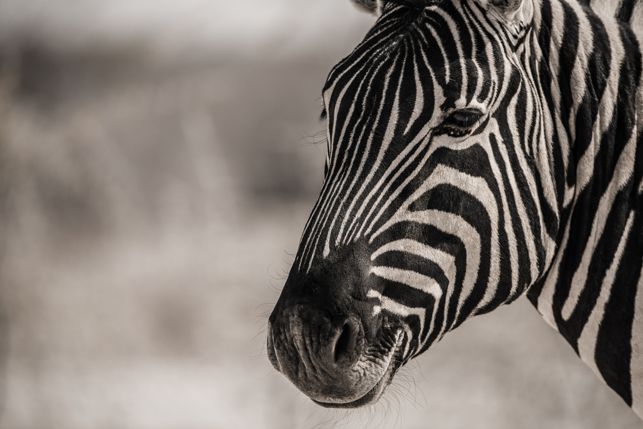 Sigma 150-600mm F5-6.3 DG OS HSM | S sample photo. Zebra portrait photography
