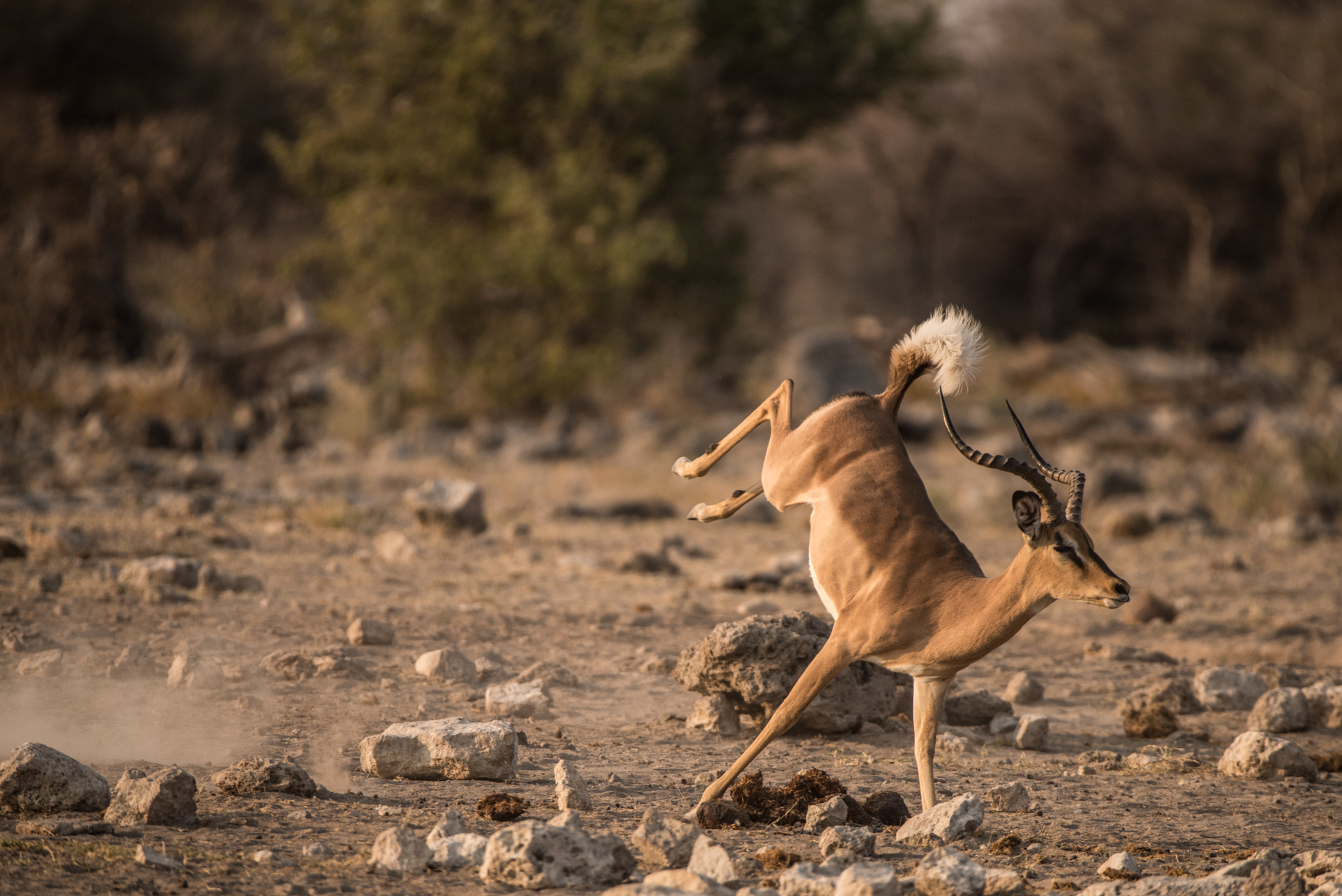 Sigma 150-600mm F5-6.3 DG OS HSM | S sample photo. Jumping for joy photography