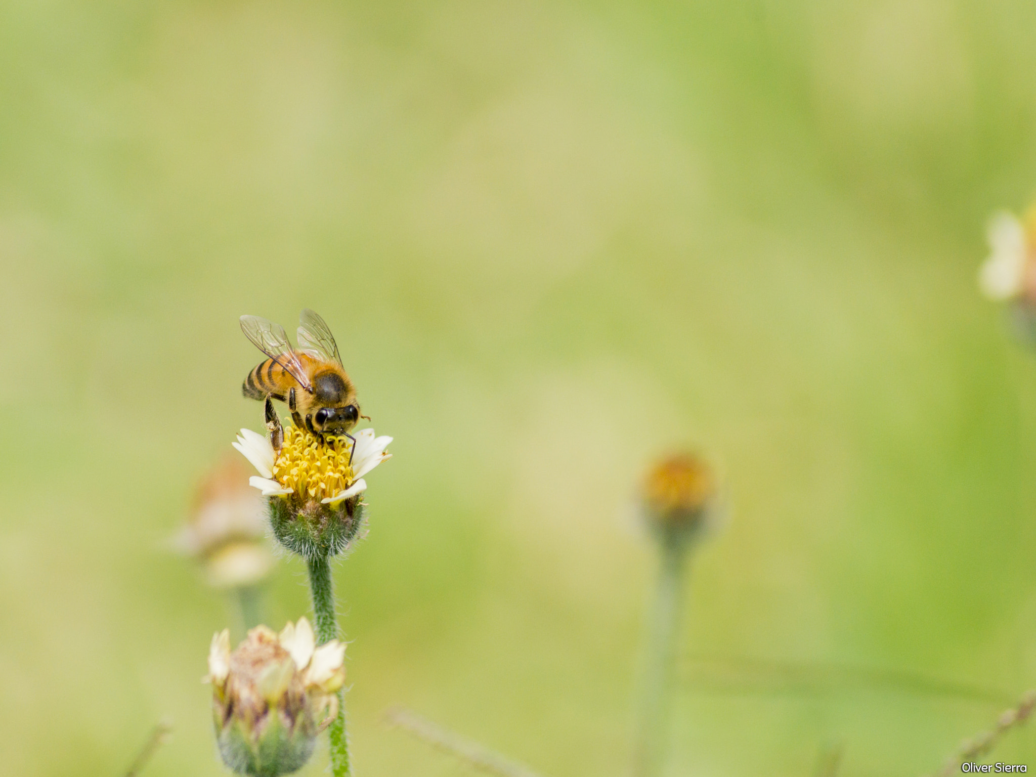 Sony SLT-A58 sample photo. Las increíbles abejas photography