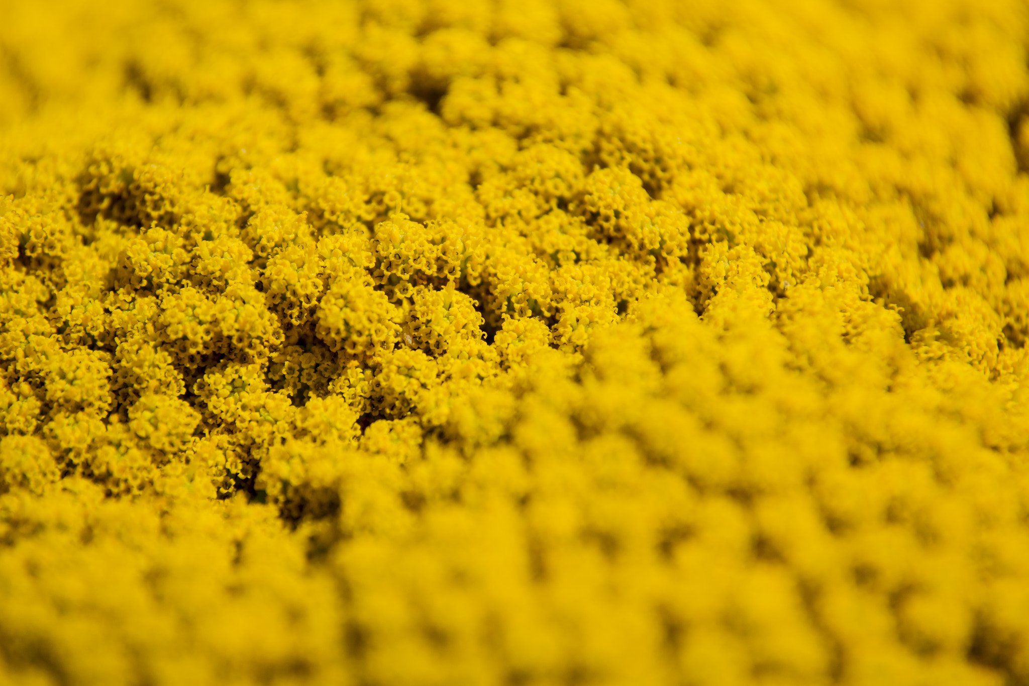Canon EOS 60D sample photo. Blurred close up flowers photography