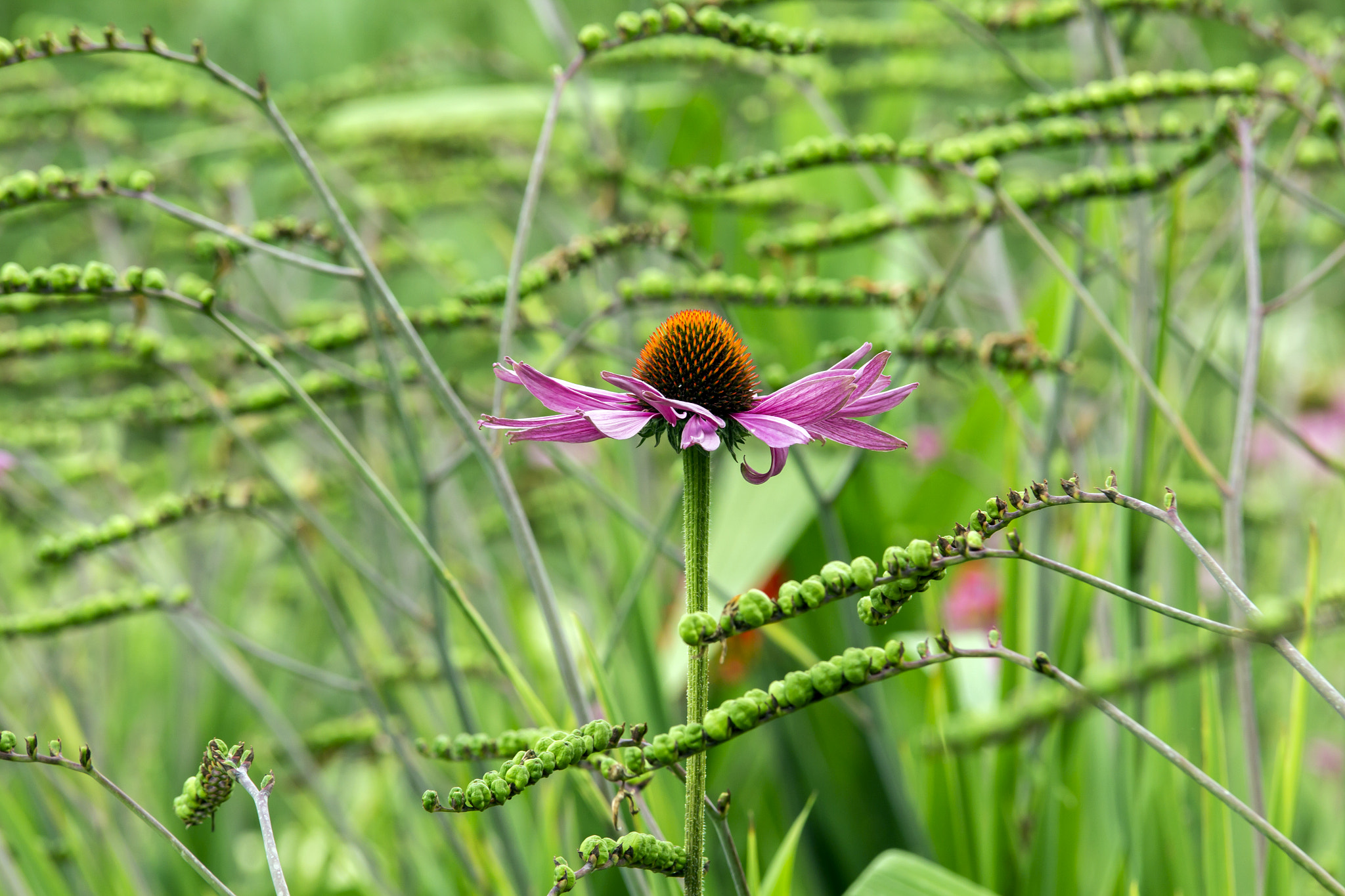 Canon EOS 60D sample photo. Flower in the meadow photography