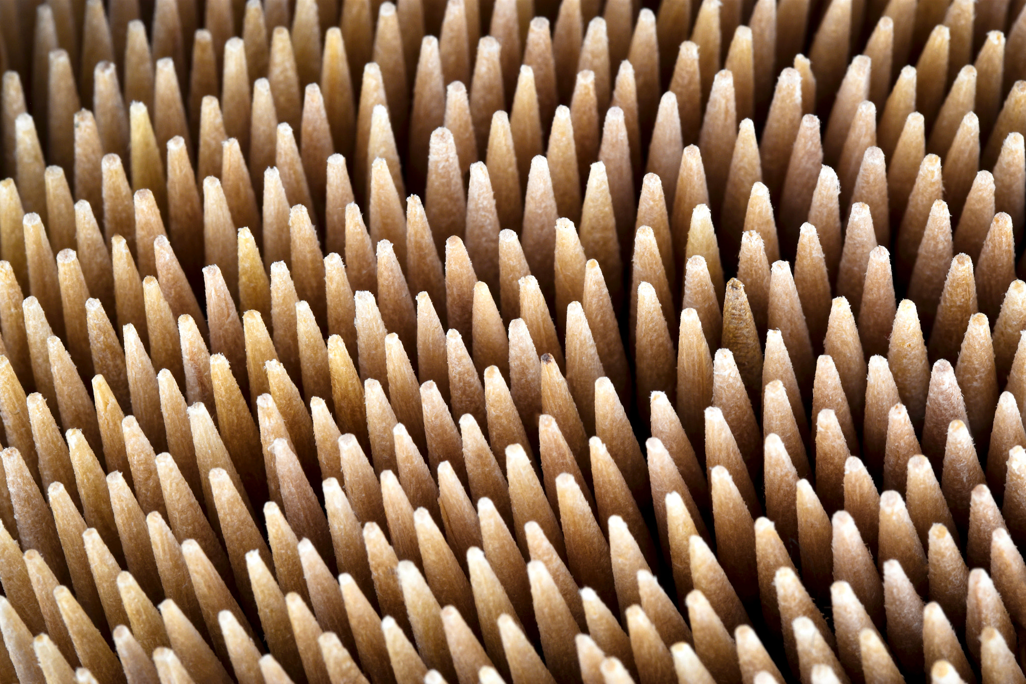 Nikon D5500 sample photo. Beech toothpick photography