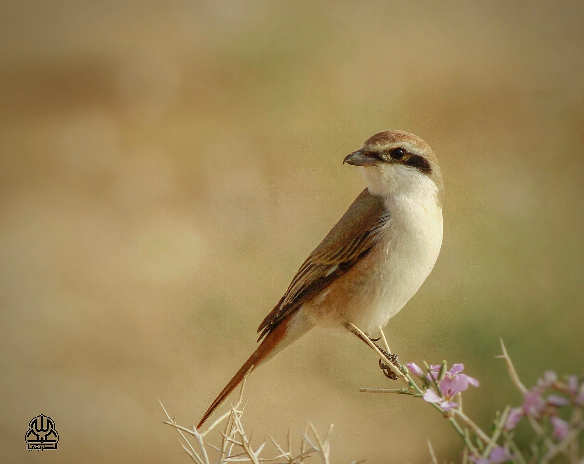 Canon EOS 7D + Canon EF 400mm F5.6L USM sample photo. صرد احمر الظهر 2017 photography