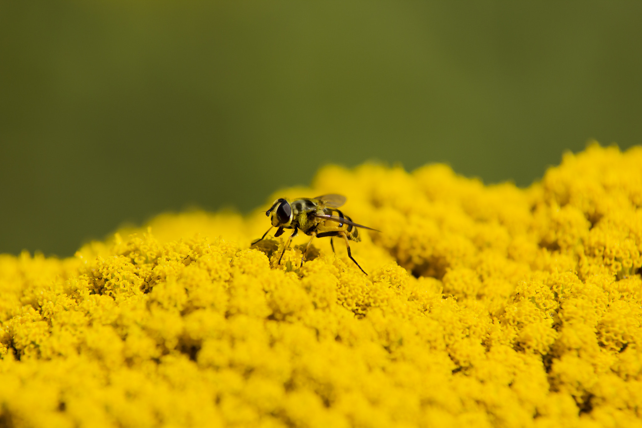 Canon EOS 60D + Sigma 50-200mm F4-5.6 DC OS HSM sample photo. Bee close up photography