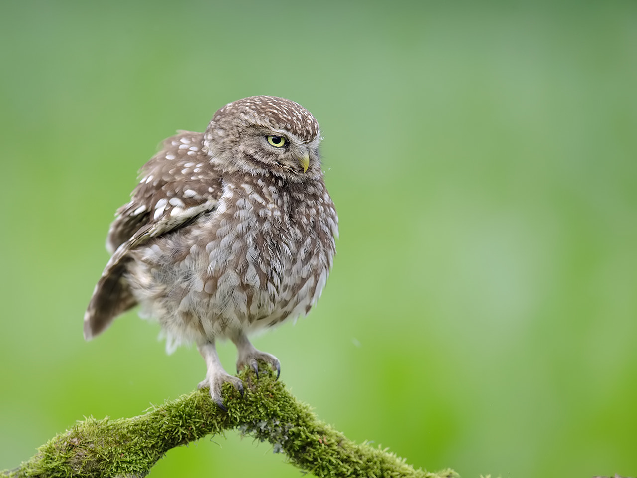 Canon EF 600mm F4L IS II USM sample photo. Little owl  photography