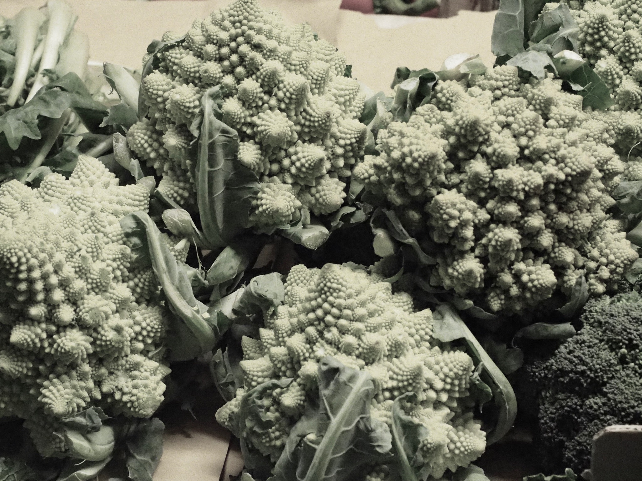 Olympus OM-D E-M1 + Olympus M.Zuiko Digital ED 12-40mm F2.8 Pro sample photo. Romanesco broccoli - the fractal vegetable photography