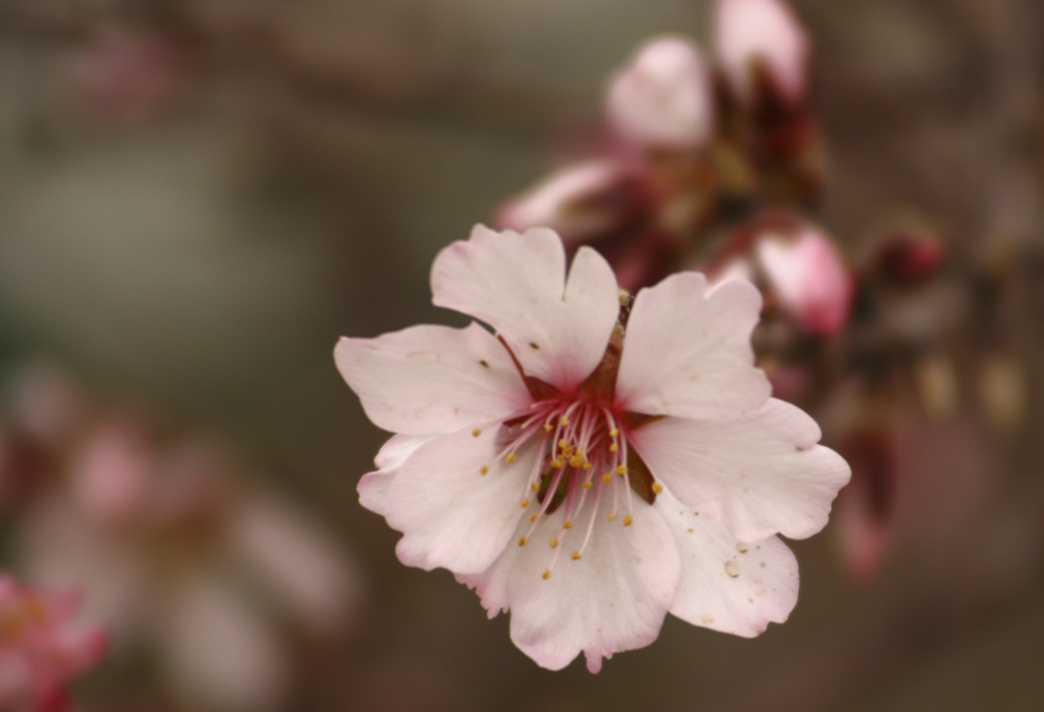 Canon EF 55-200mm F4.5-5.6 II USM sample photo. Flor de almendro photography