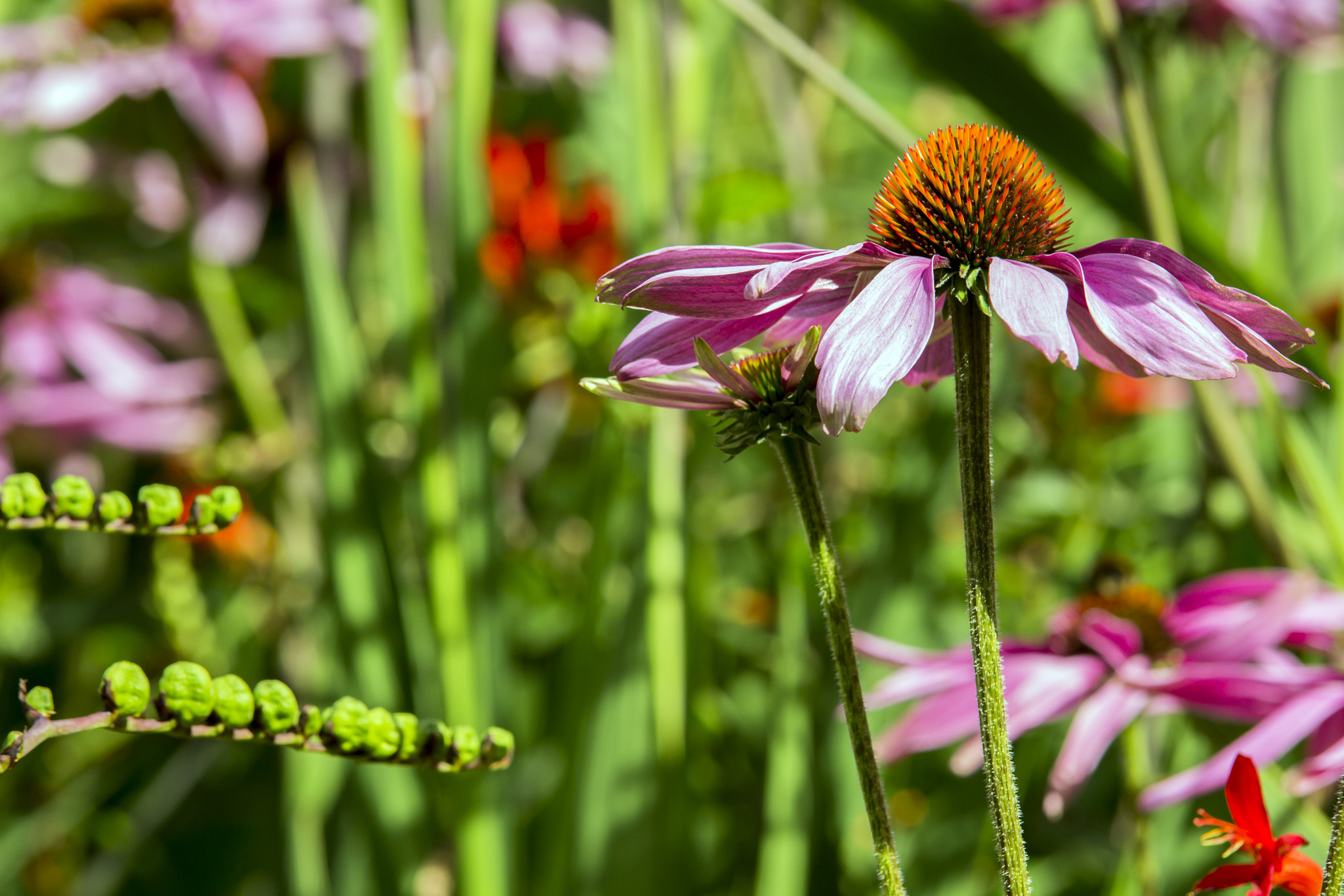 Canon EOS 60D sample photo. Garden photography