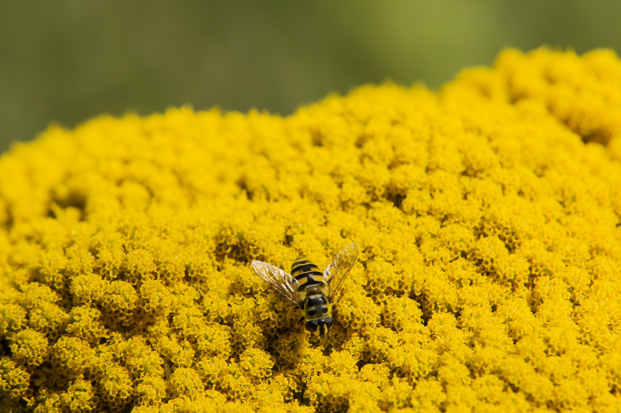 Canon EOS 60D sample photo. Bee close up photography