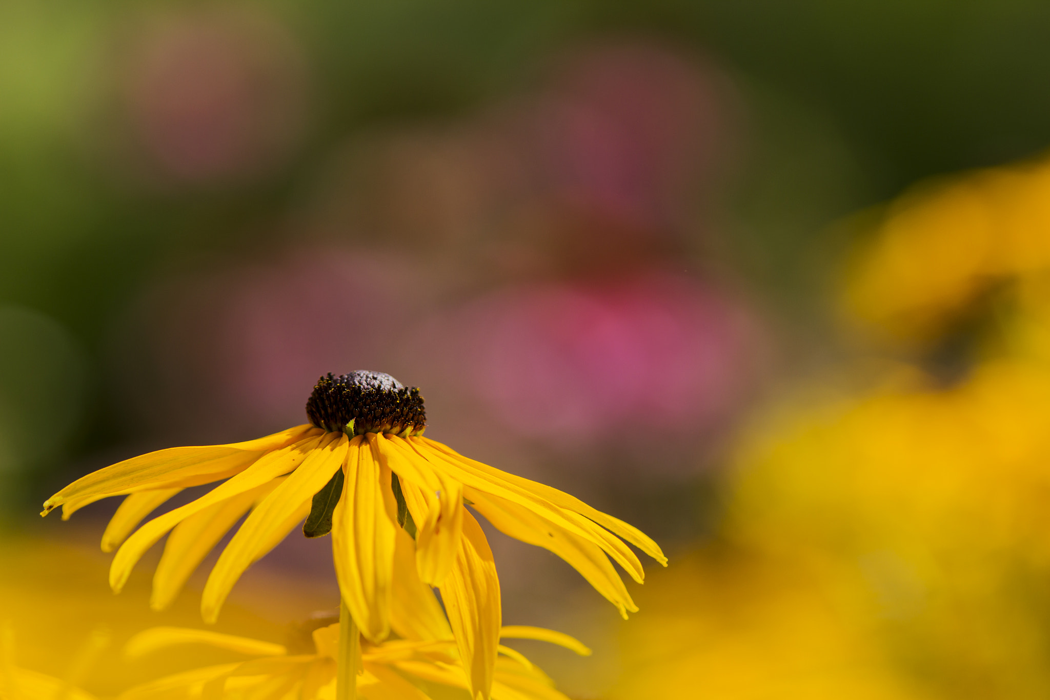 Canon EOS 60D sample photo. Garden photography
