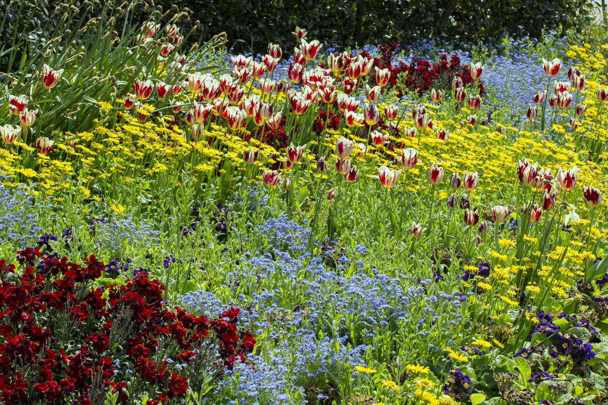 Canon EOS 60D sample photo. Garden photography
