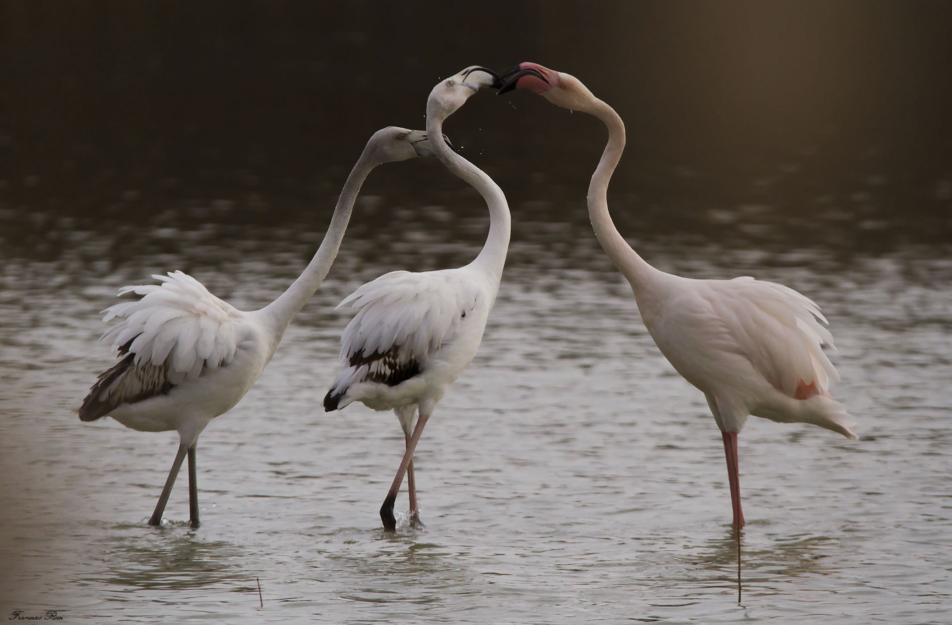 Canon EOS 7D sample photo. Flamingos, fenicotteri  photography