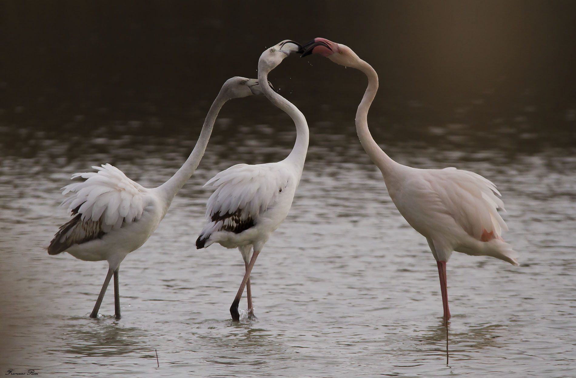 Sigma 150-500mm F5-6.3 DG OS HSM sample photo. Flamingos, fenicotteri  photography